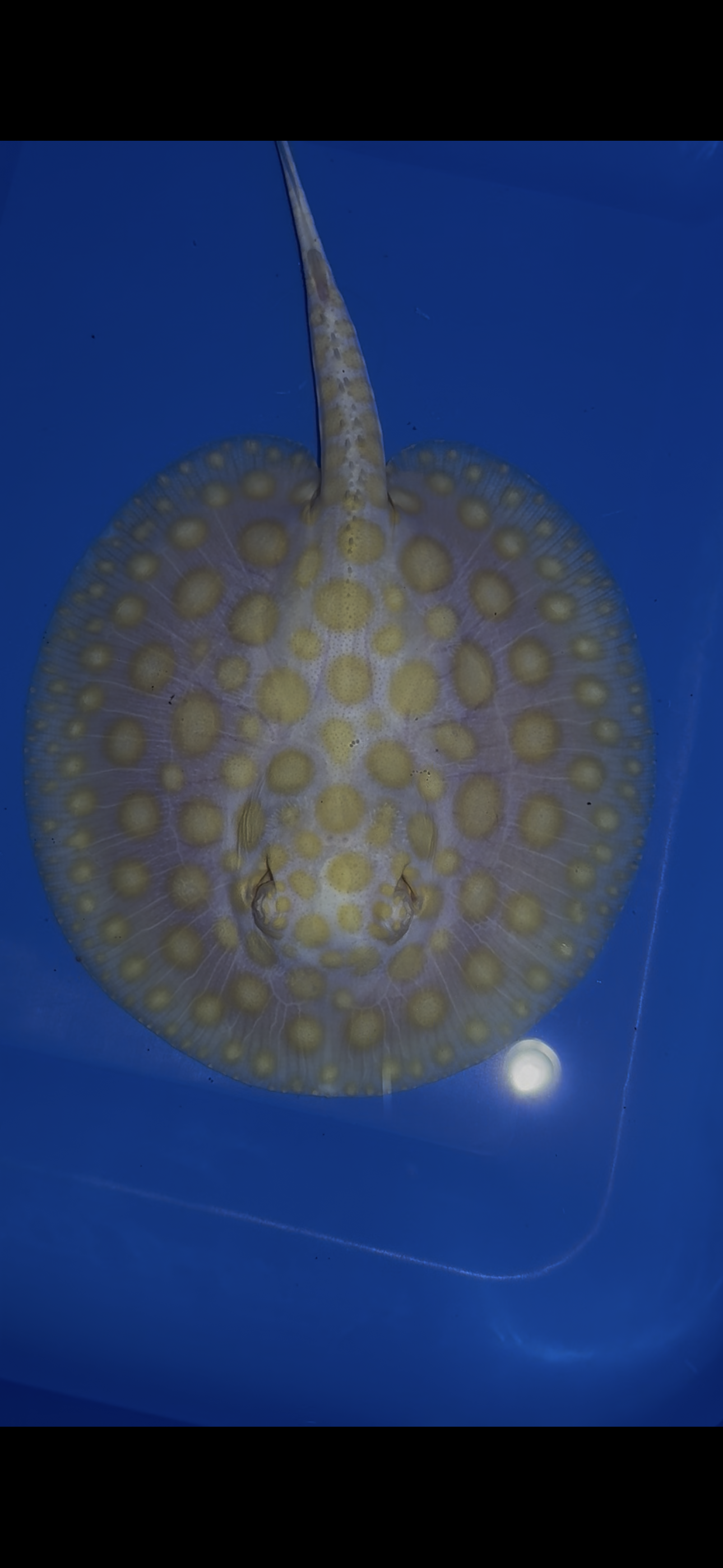 Freshwater stingray black diamond goldenbase albino with paddle tail male 6inch