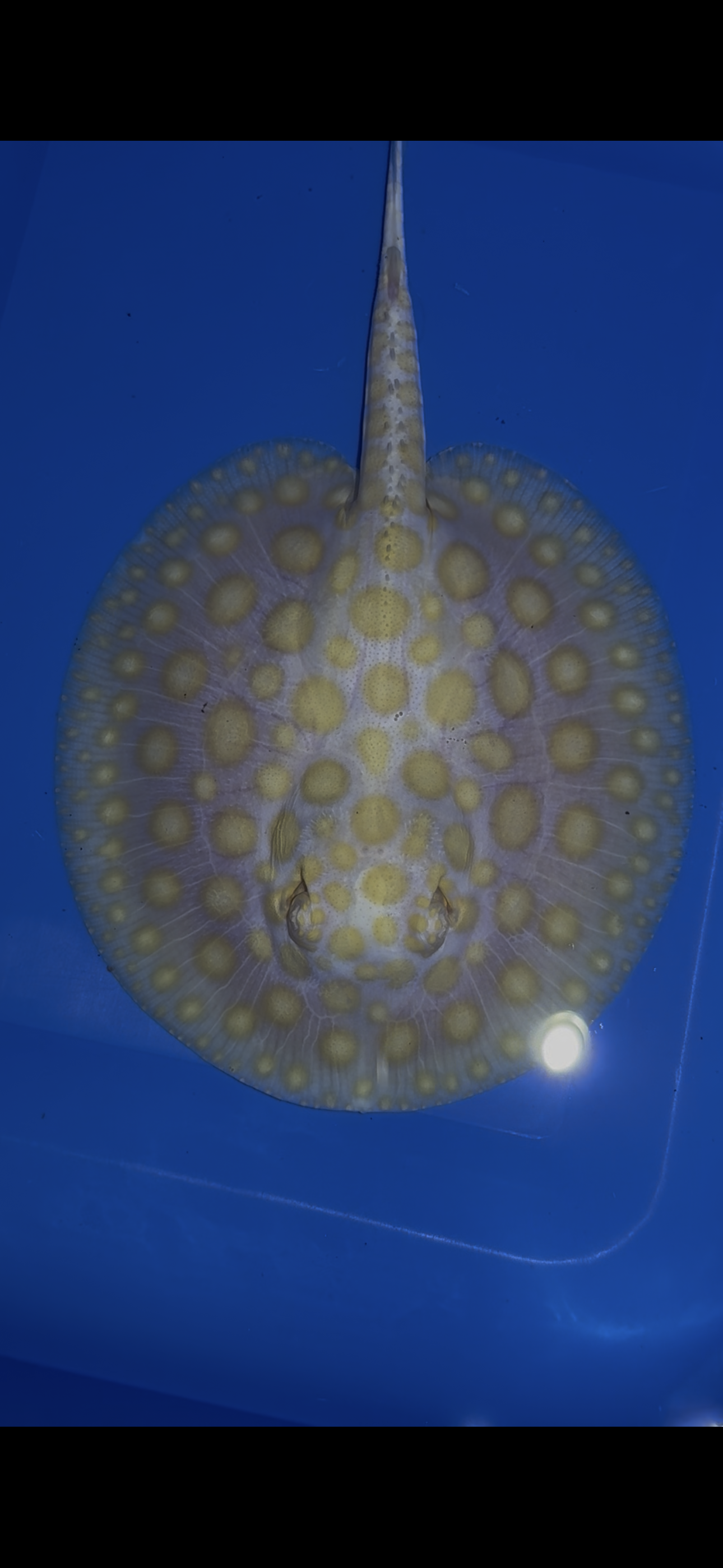 Freshwater stingray black diamond goldenbase albino with paddle tail male 6inch