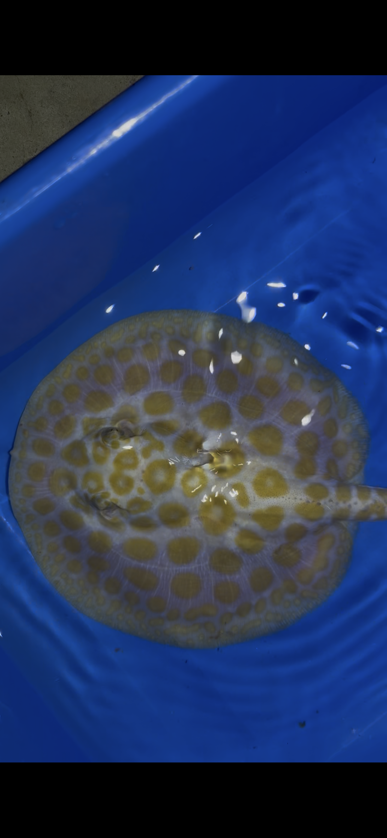 Freshwater stingray black diamond albino female 6inch