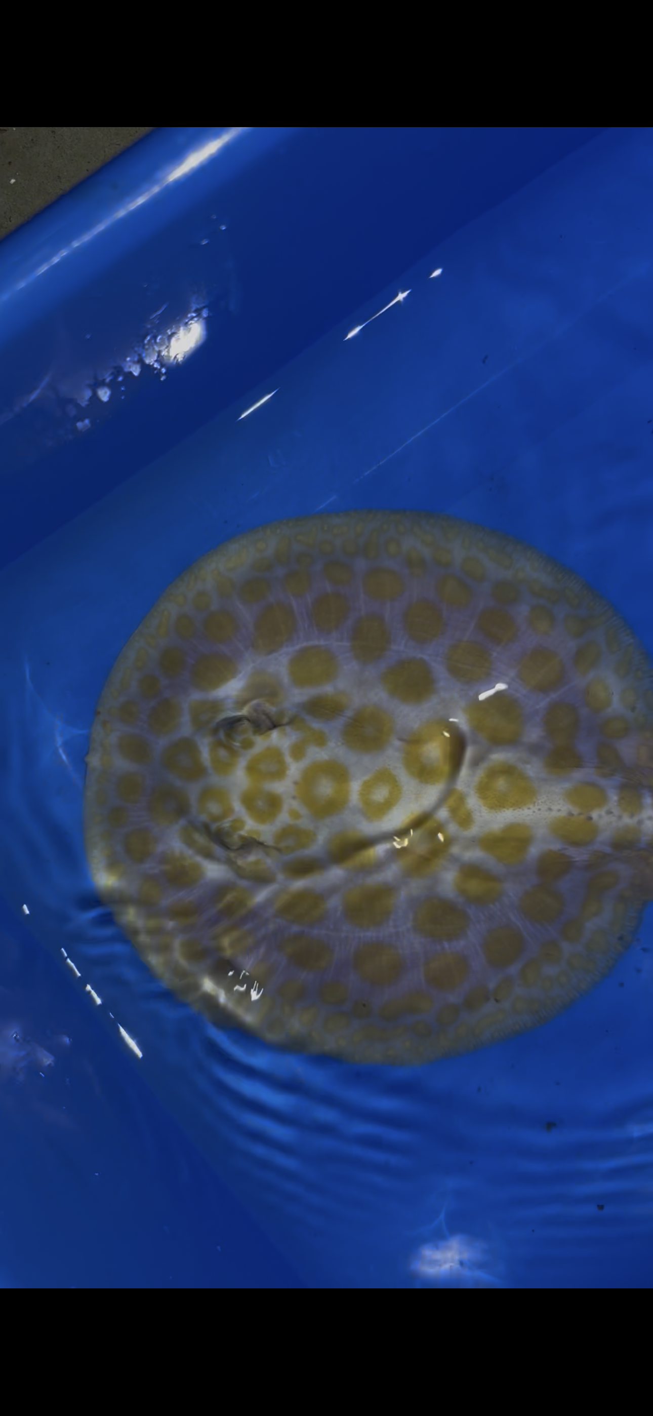 Freshwater stingray black diamond albino female 6inch