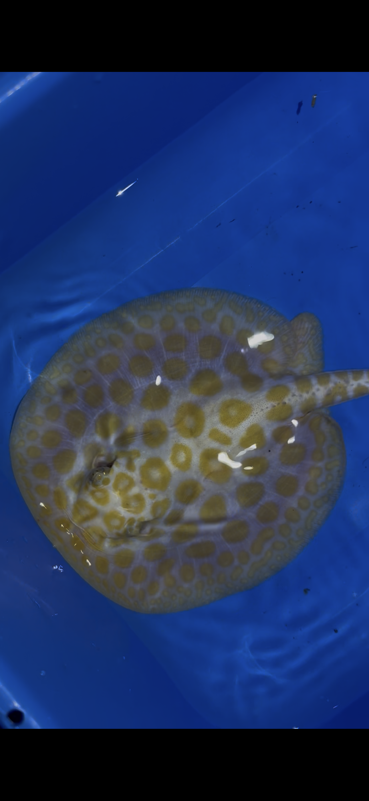 Freshwater stingray black diamond albino female 6inch
