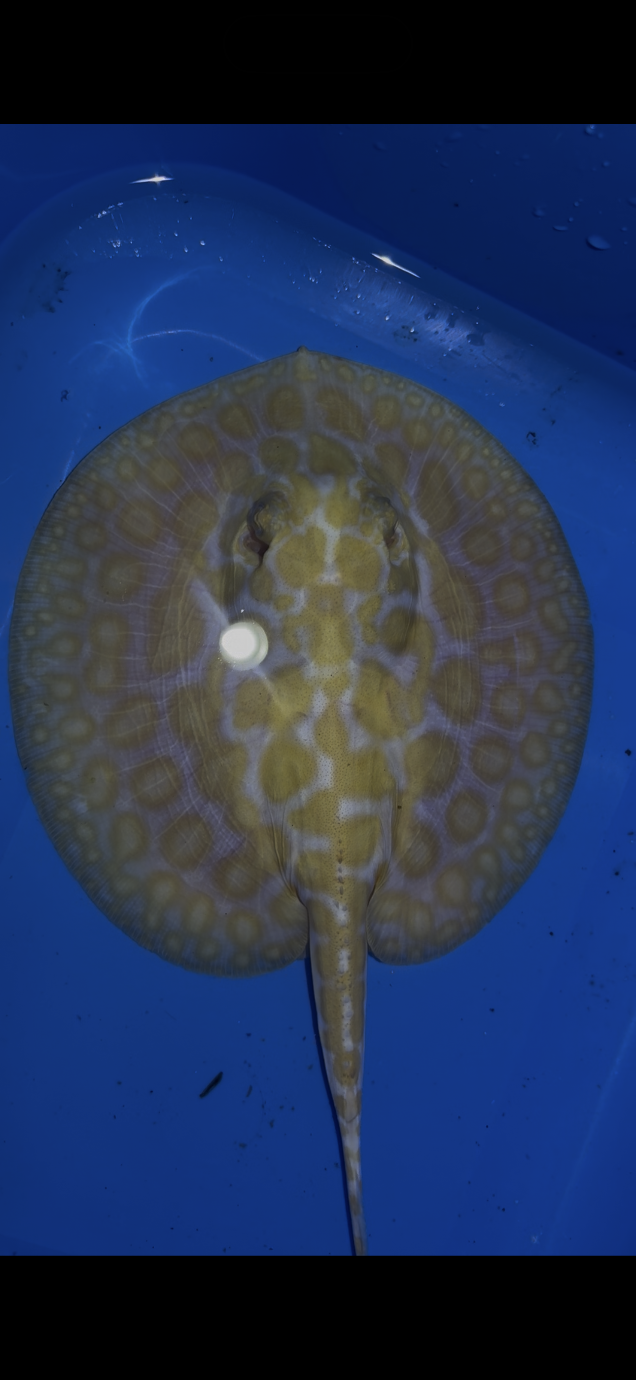 Freshwater stingray Key diamond redbase albino female 6inch