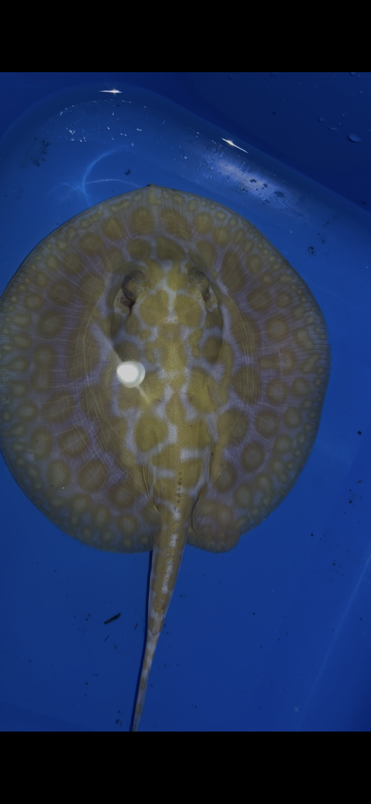 Freshwater stingray Key diamond redbase albino female 6inch