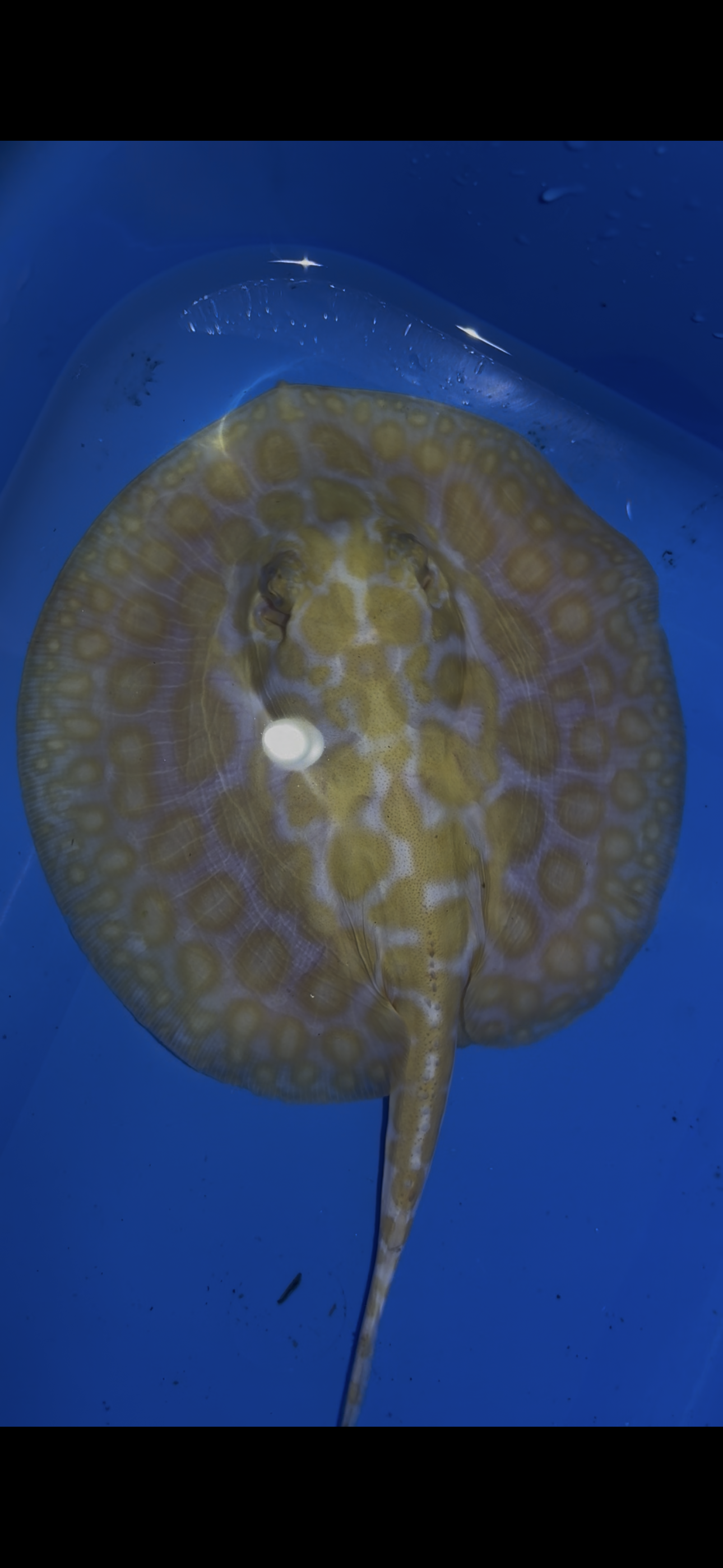 Freshwater stingray Key diamond redbase albino female 6inch