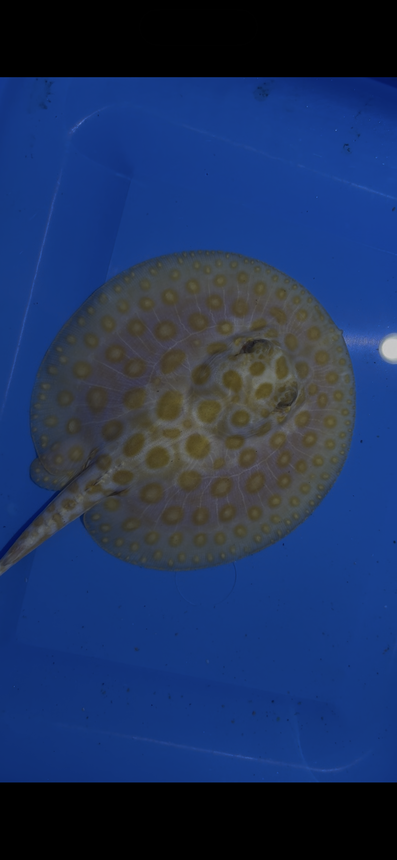 Freshwater stingray black diamond albino male 6inch
