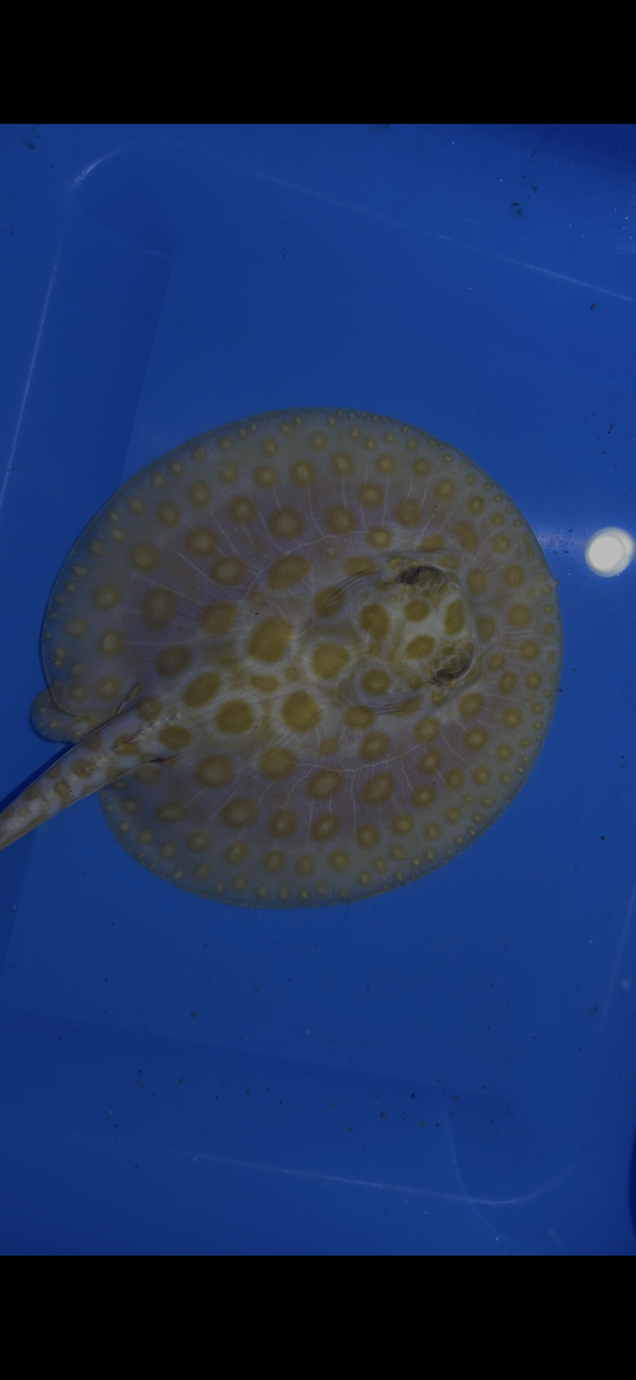 Freshwater stingray black diamond albino male 6inch