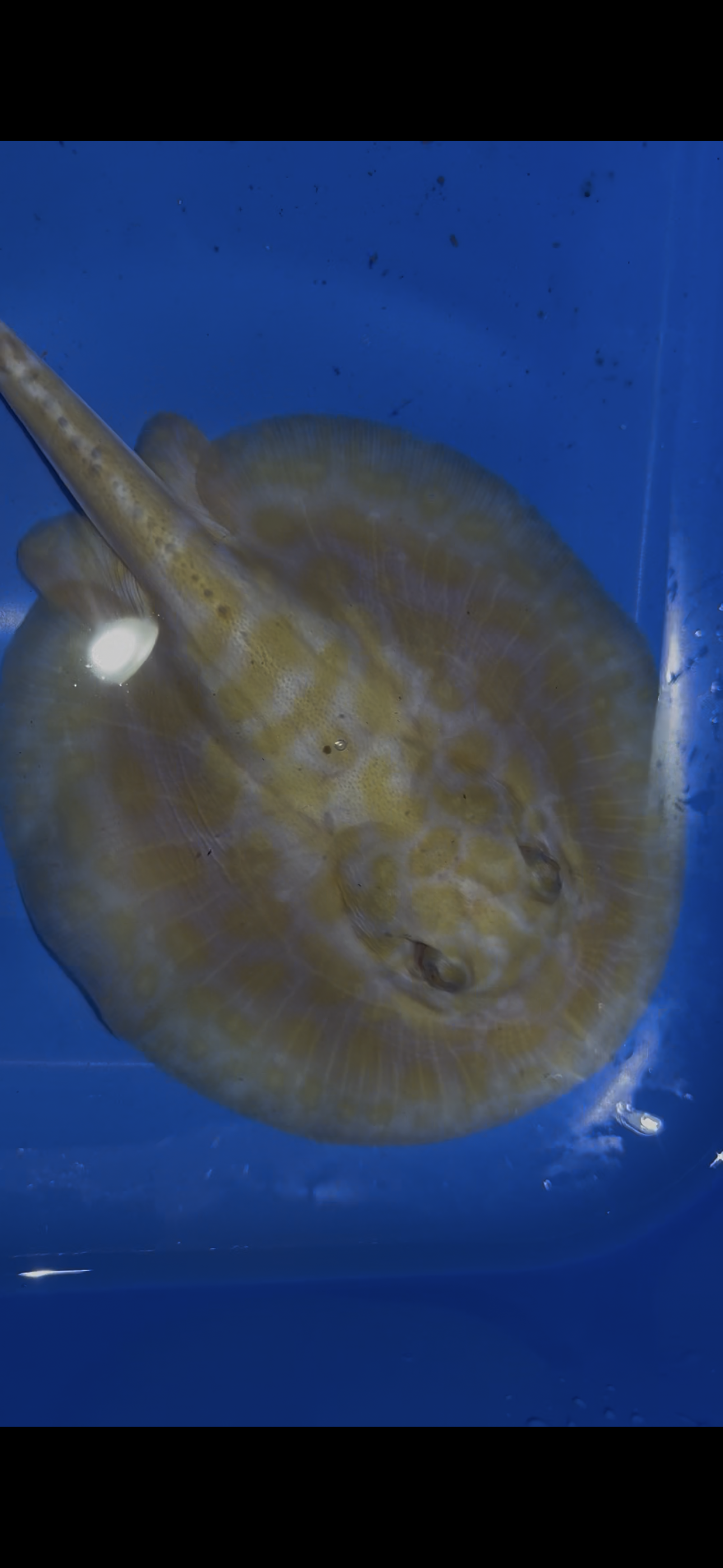 Freshwater stingray black diamond albino male 5inch