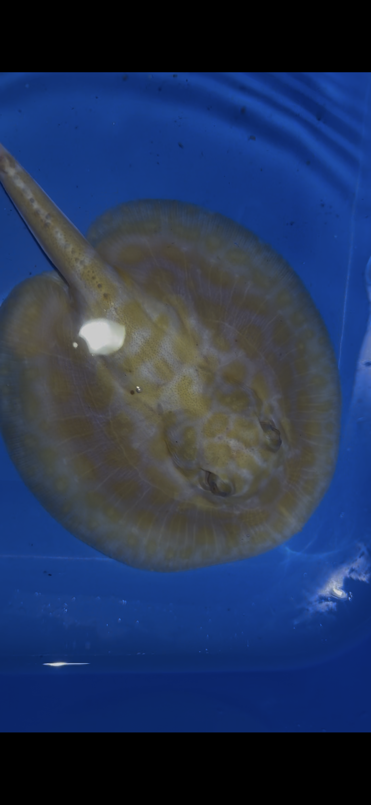 Freshwater stingray black diamond albino male 5inch