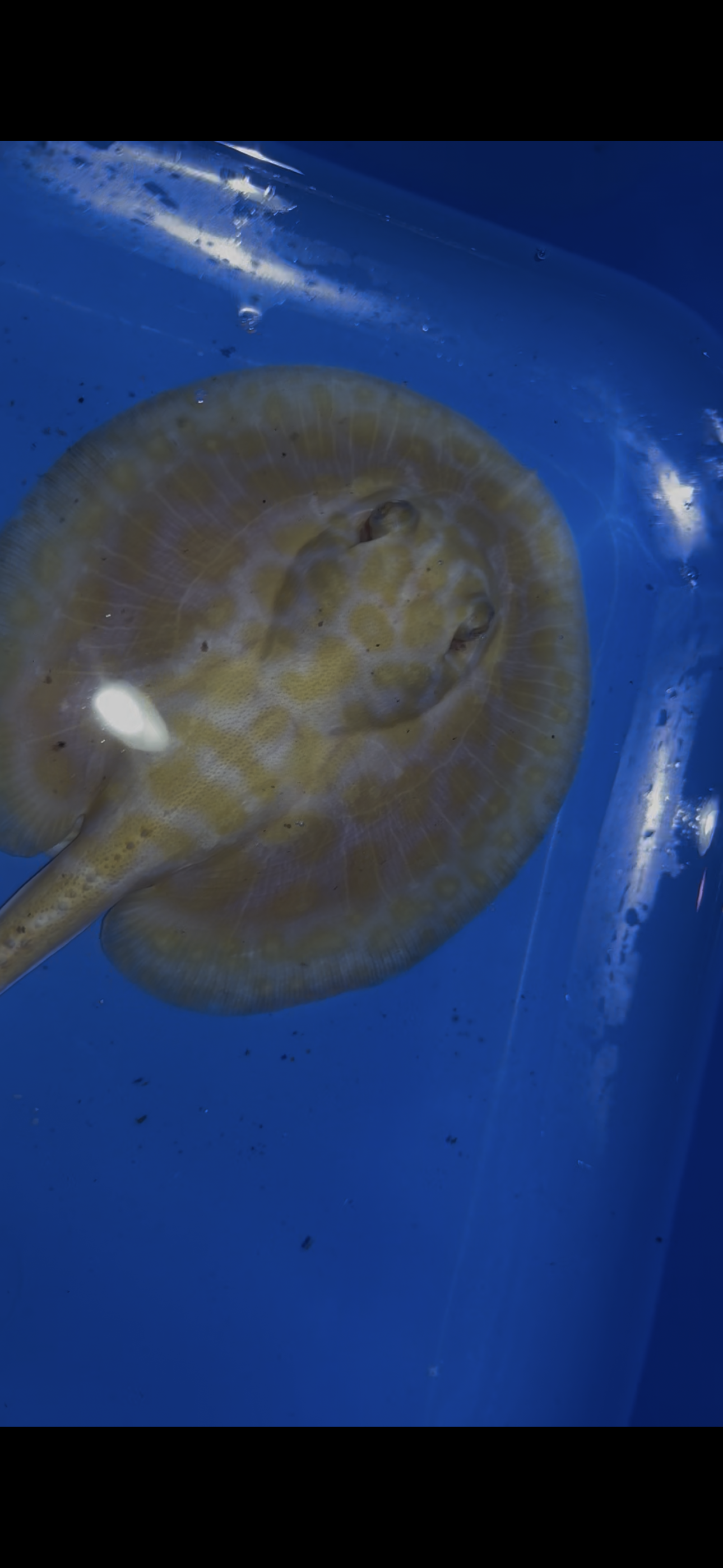 Freshwater stingray black diamond albino male 5inch