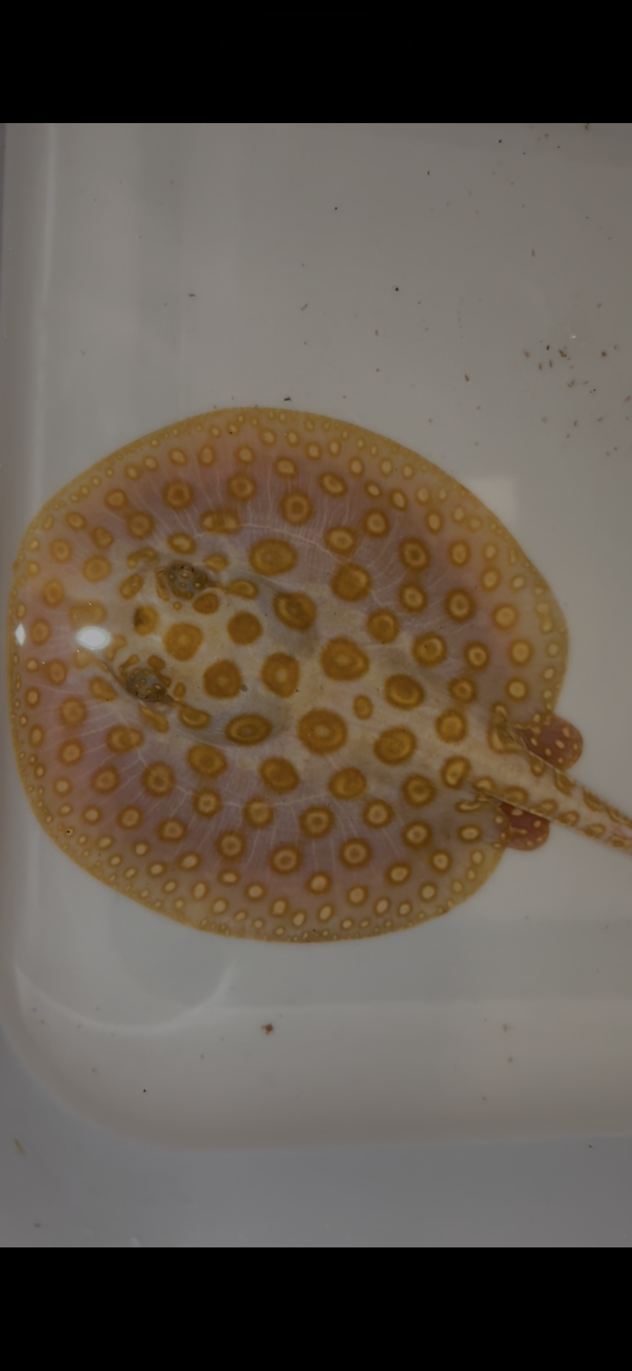 Freshwater stingray black diamond albino female 6inch