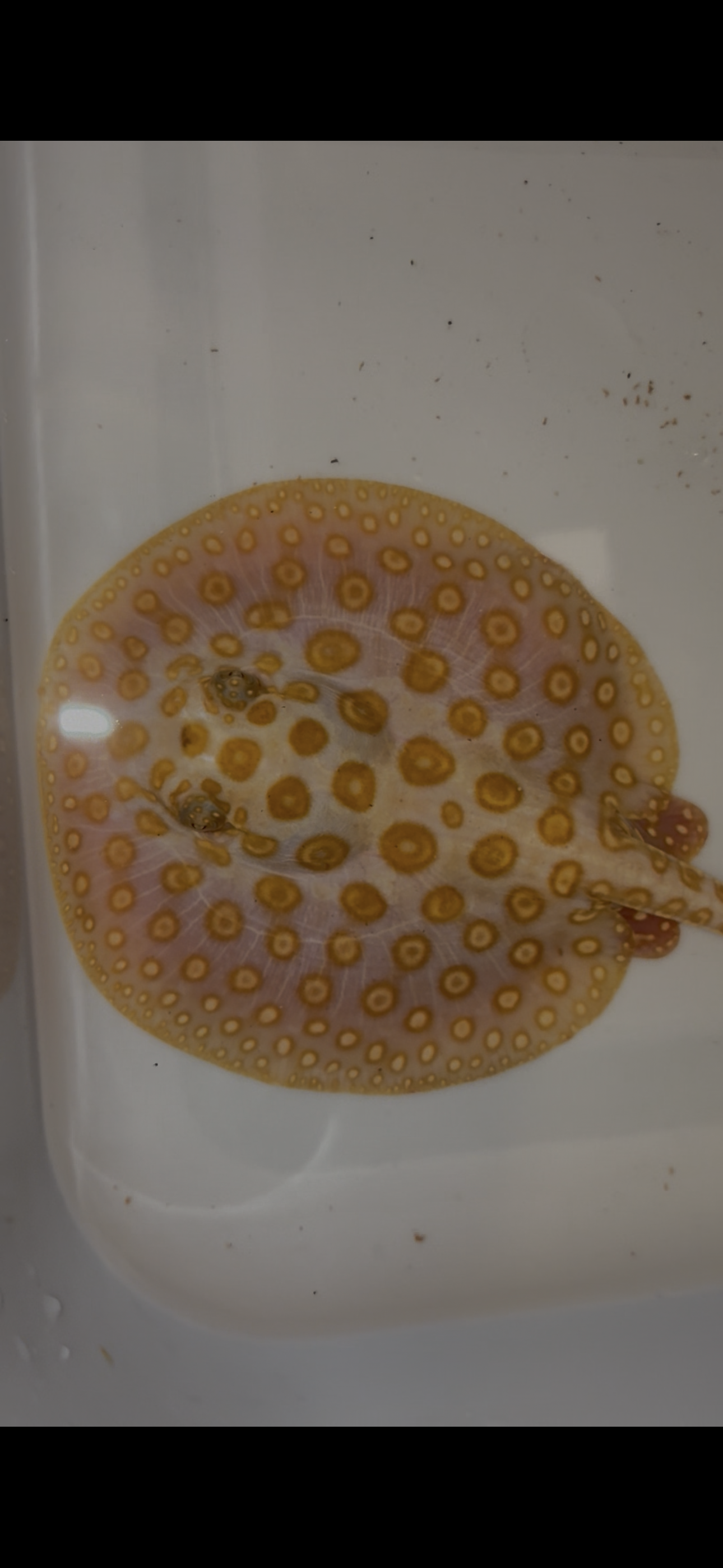 Freshwater stingray black diamond albino female 6inch