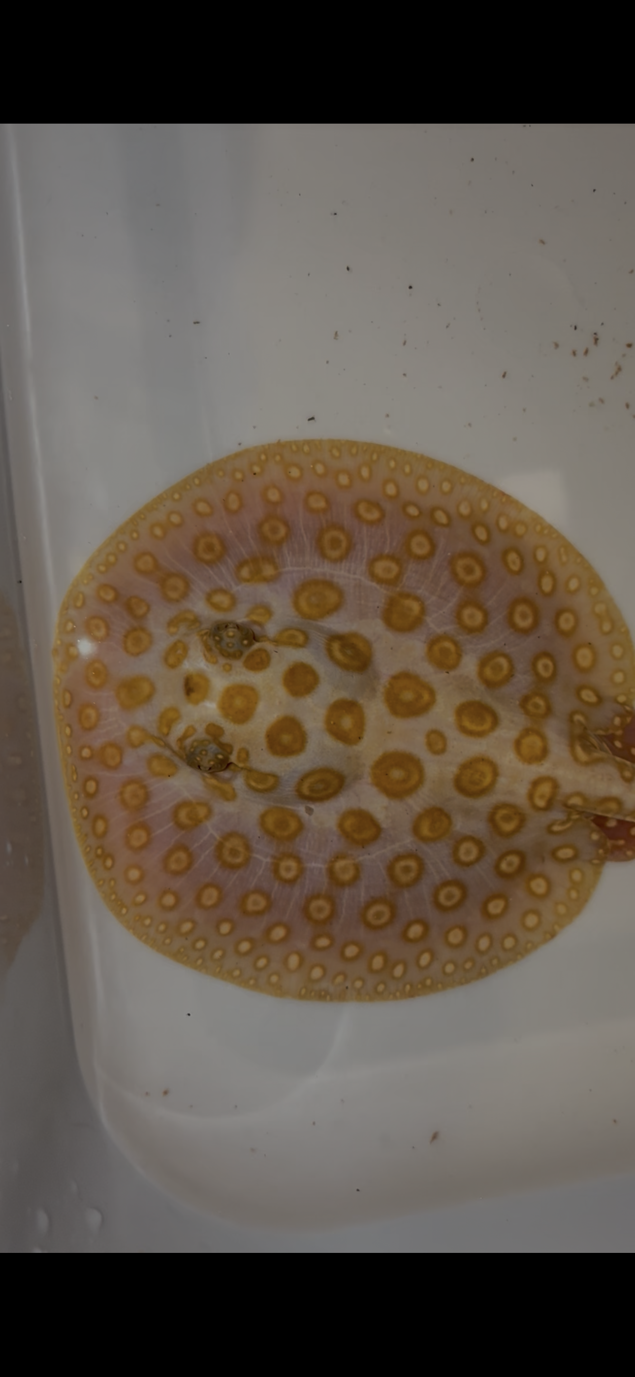 Freshwater stingray black diamond albino female 6inch