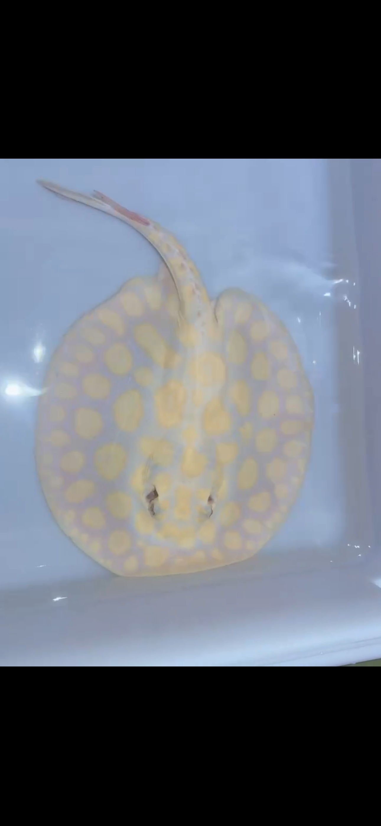 Freshwater stingray black diamond albino male
