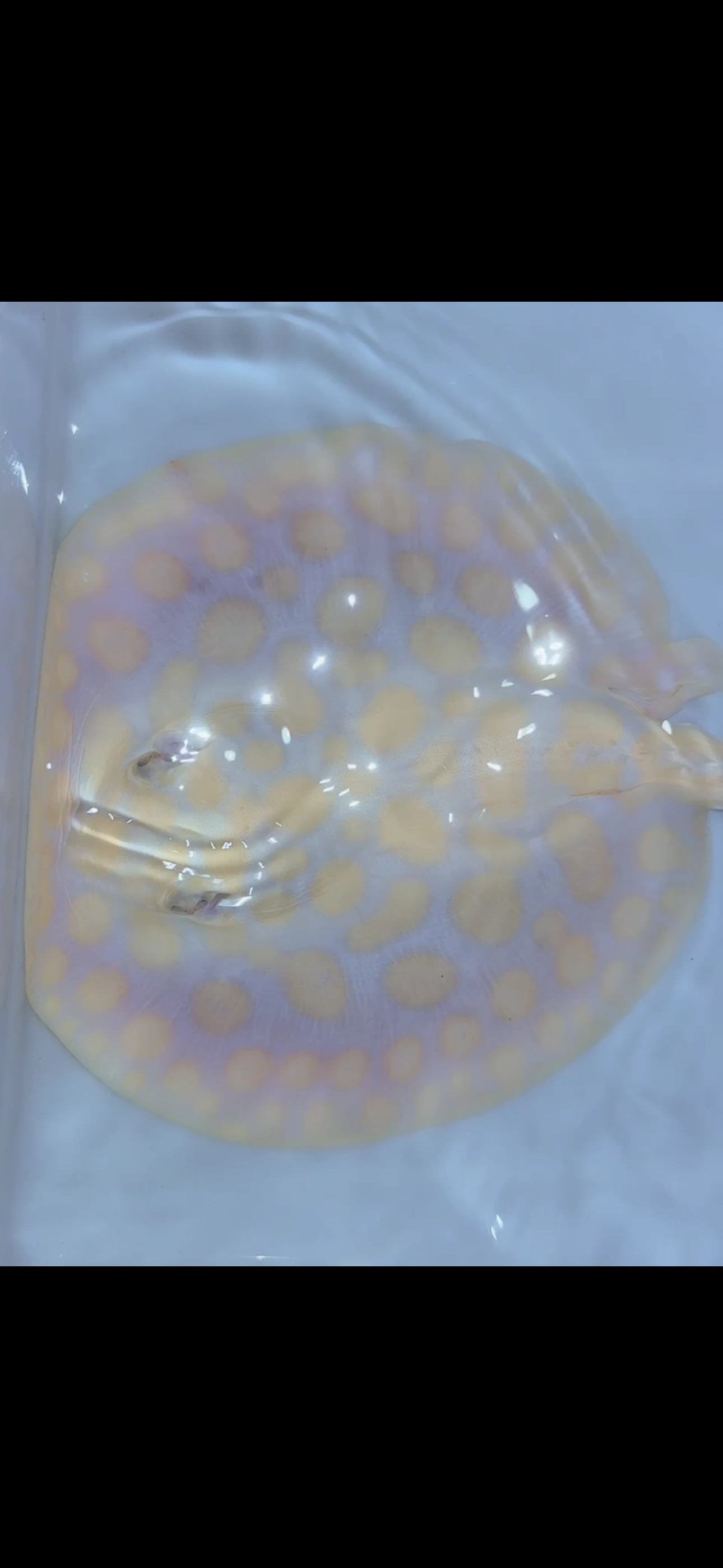 Freshwater stingray black diamond albino male