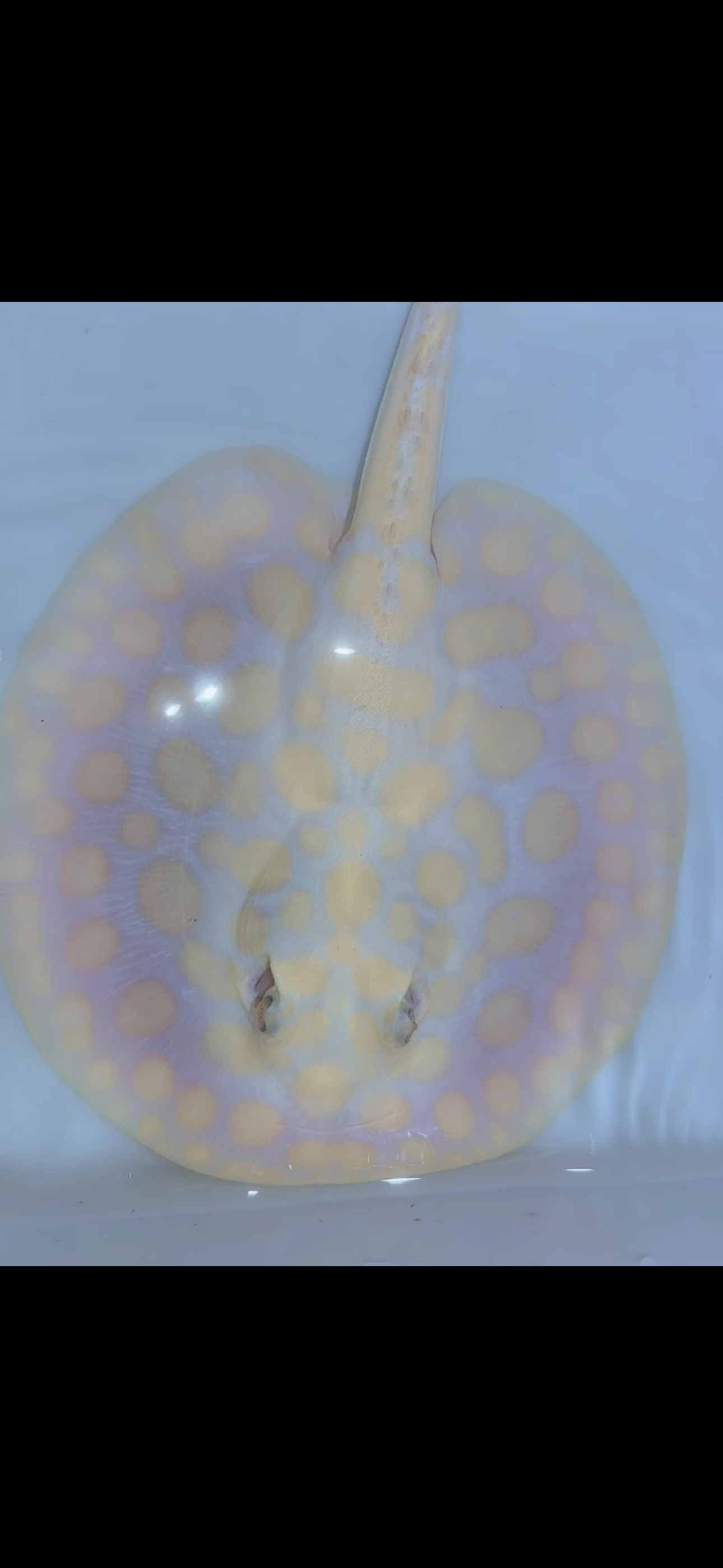 Freshwater stingray black diamond albino male