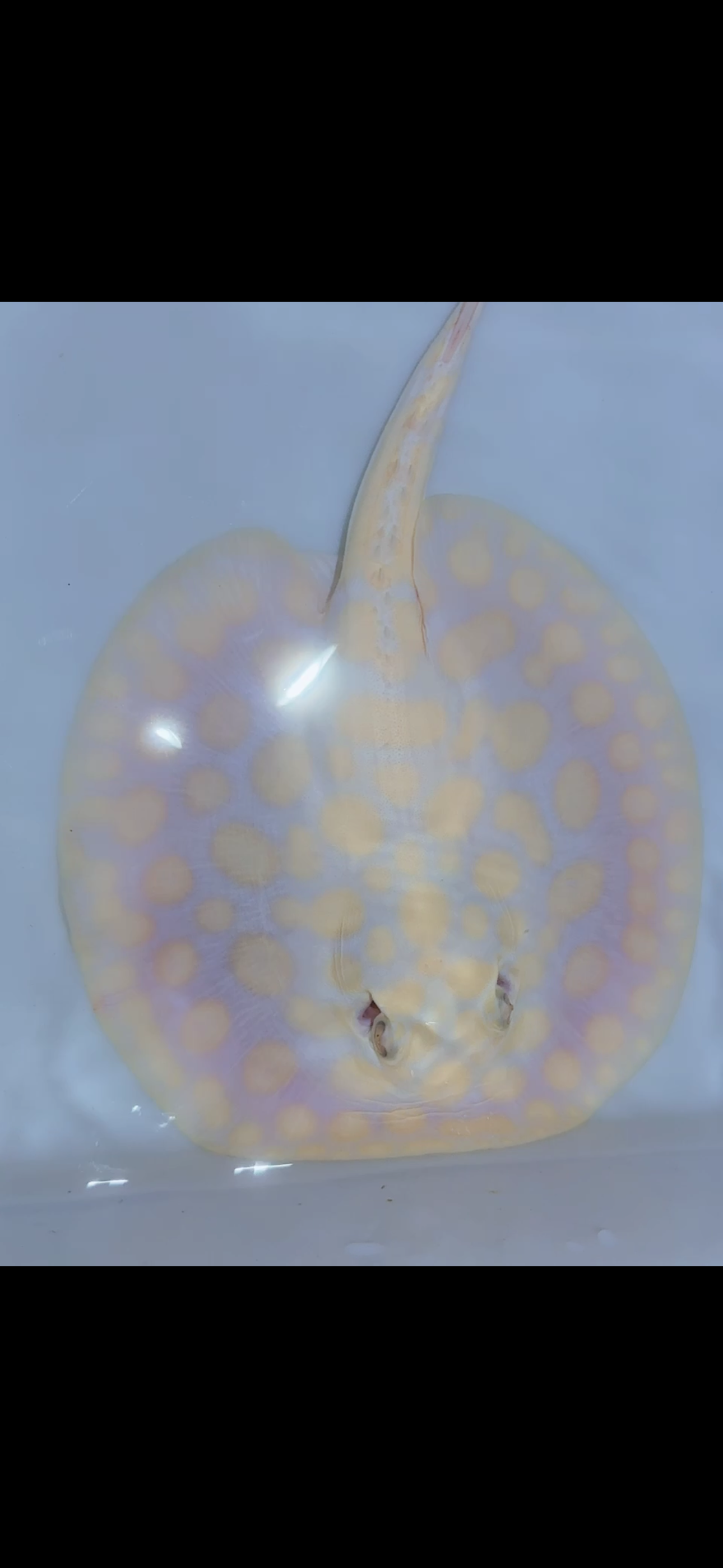 Freshwater stingray black diamond albino male
