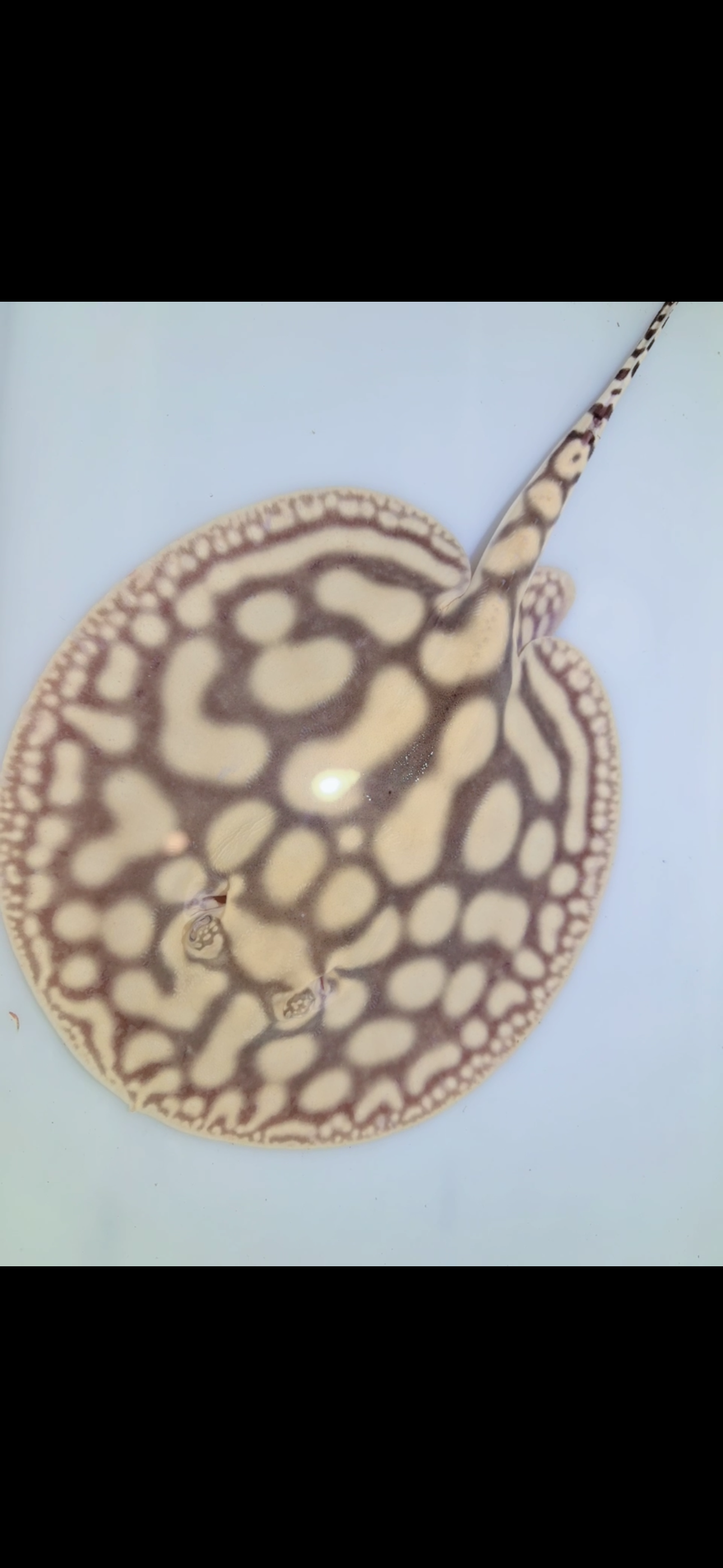 Key Diamond Male