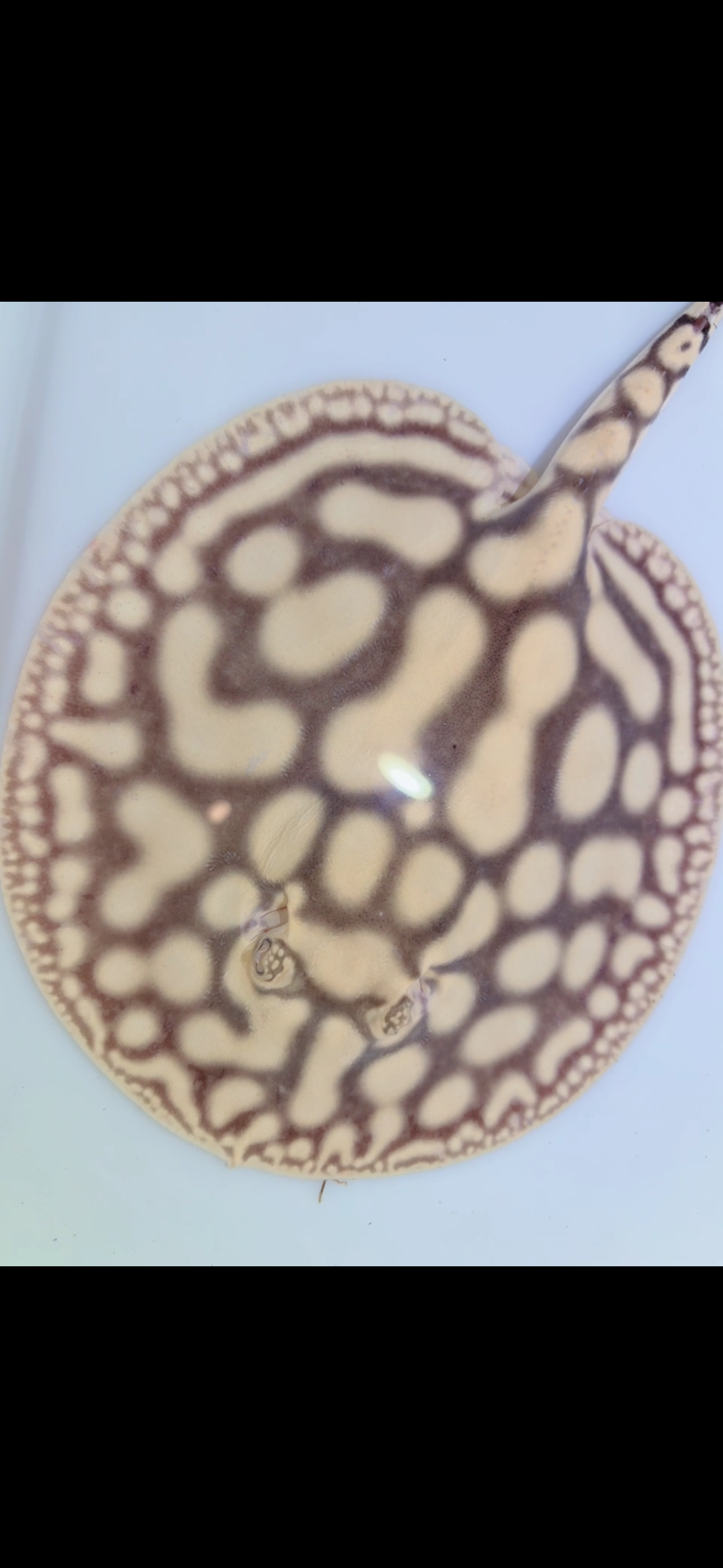 Key Diamond Male
