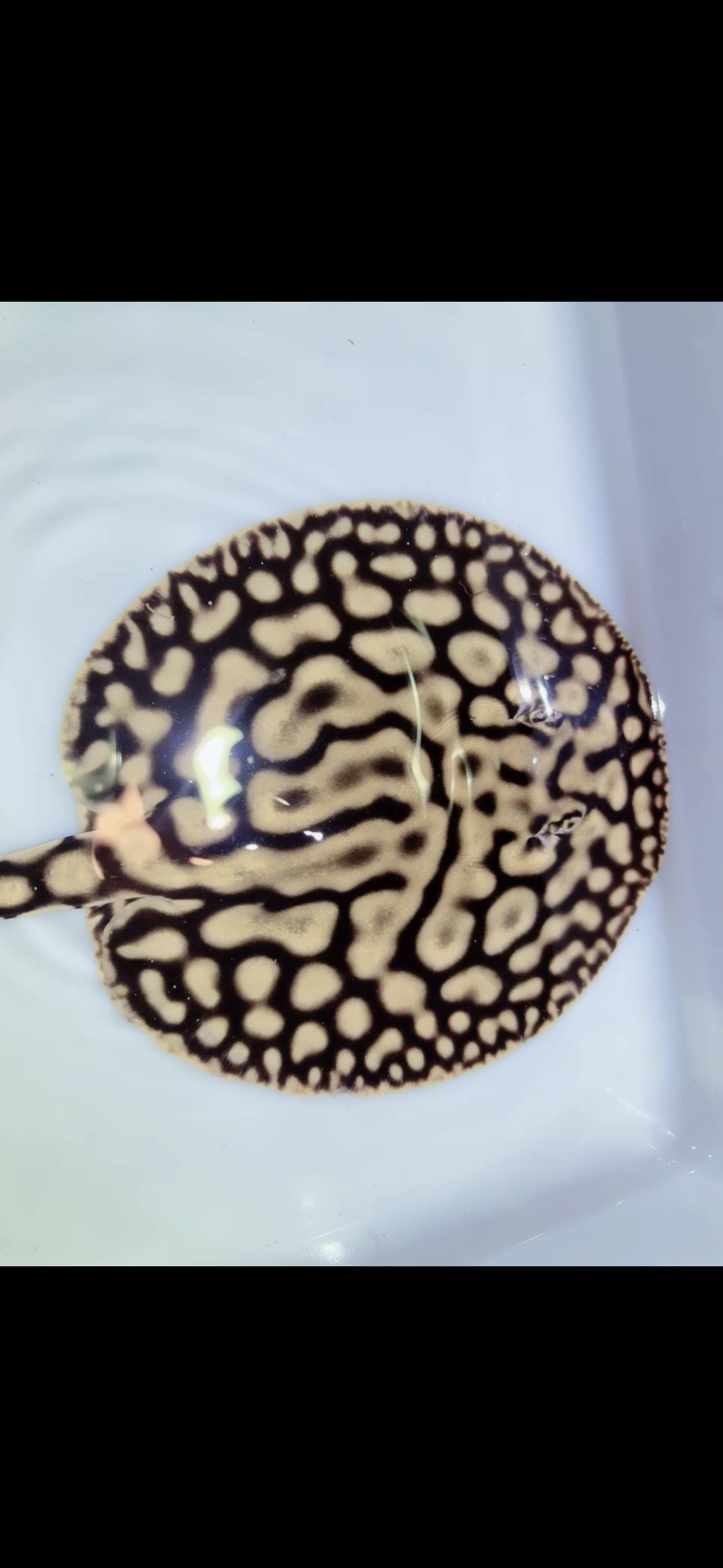 Key Diamond Female