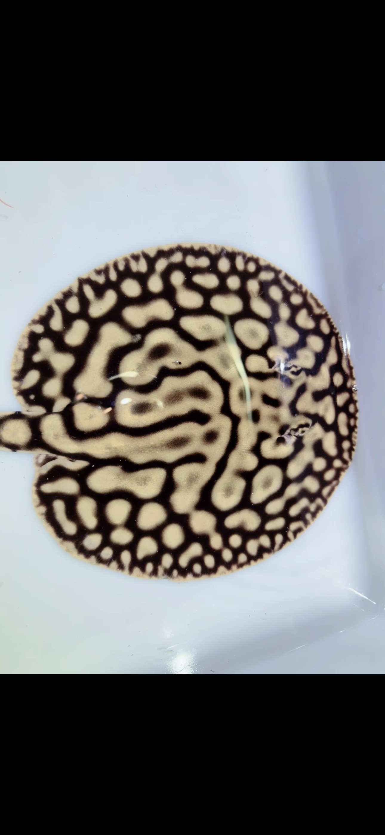 Key Diamond Female