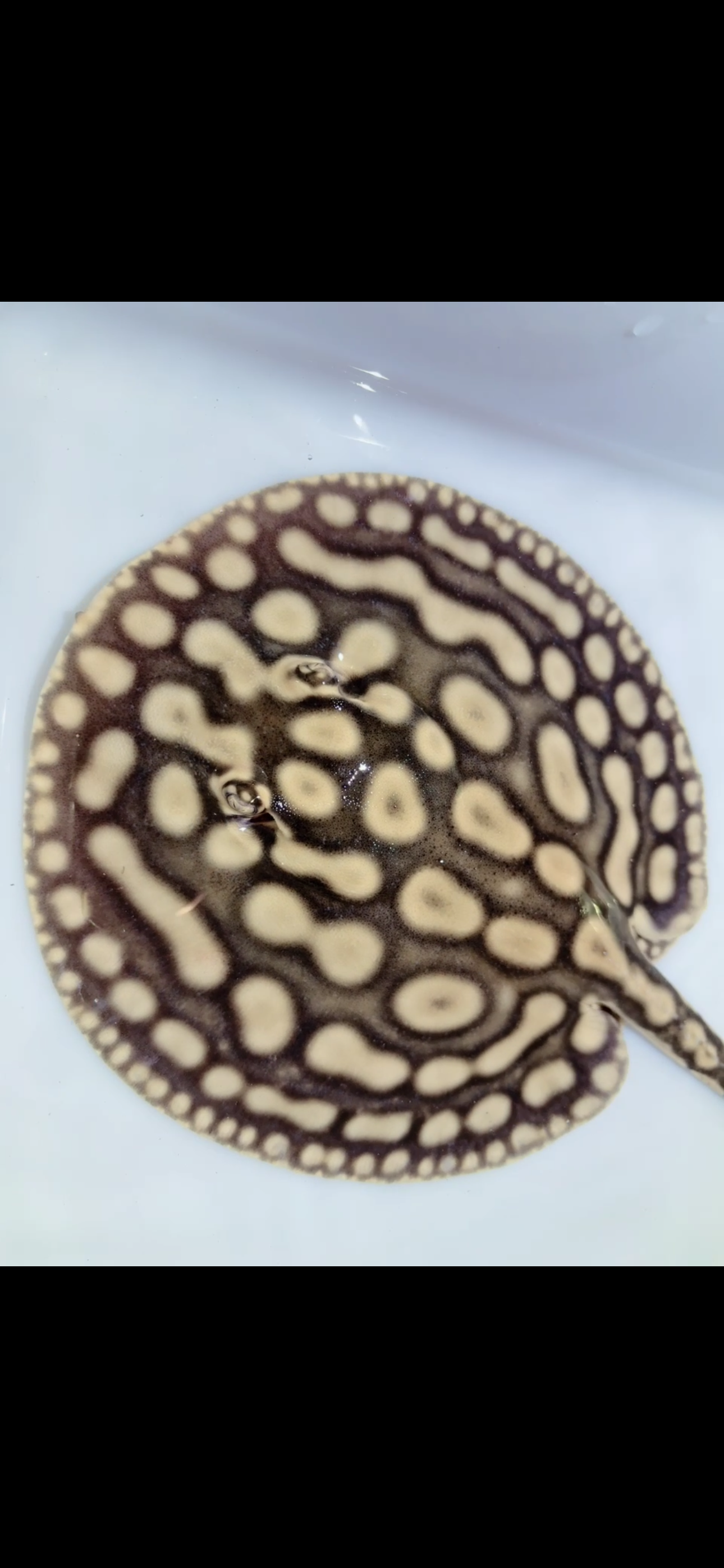 Key Diamond Male