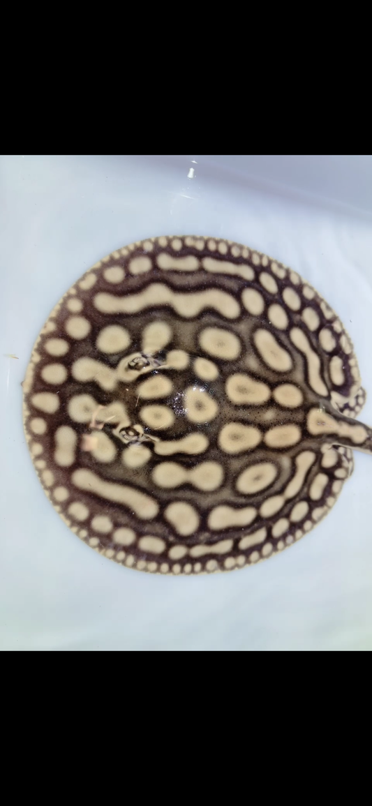Key Diamond Male