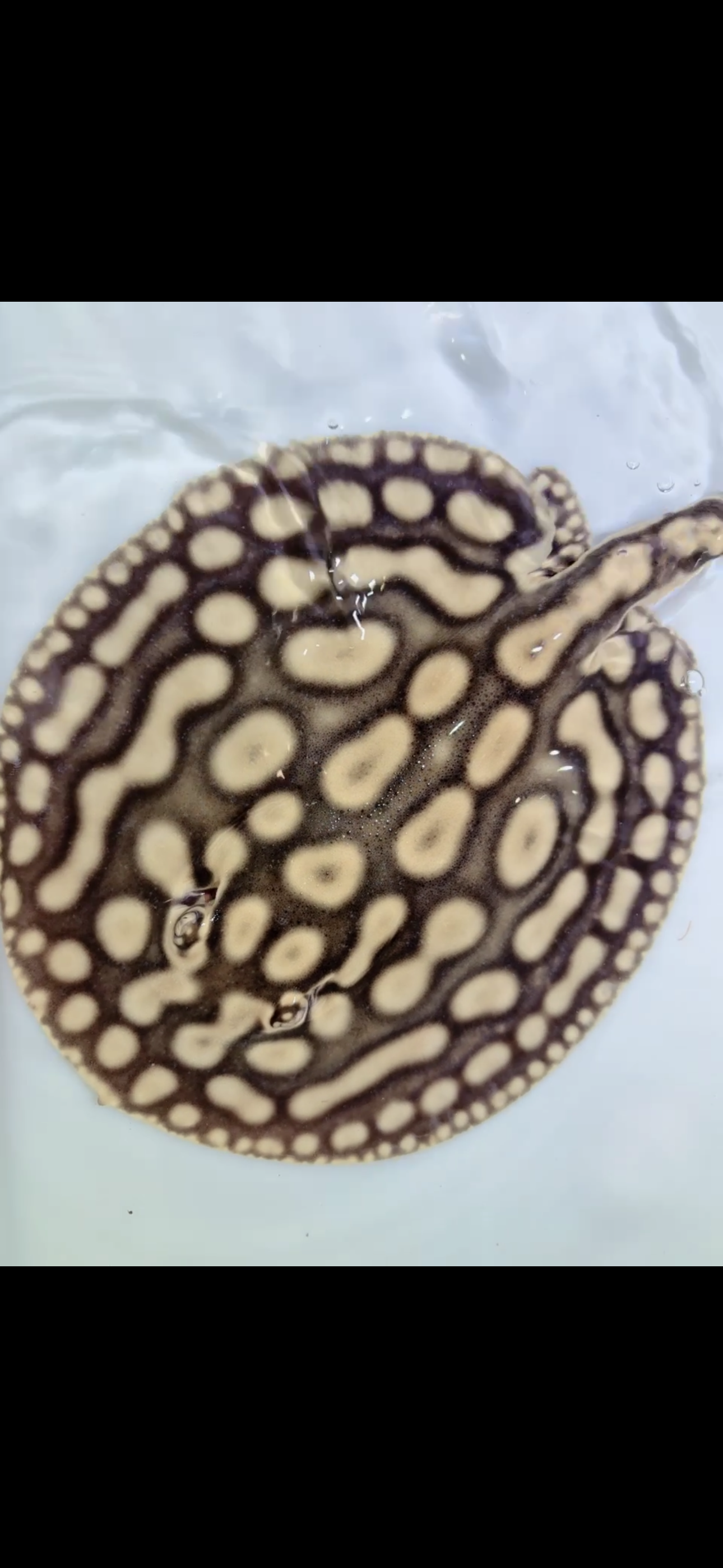 Key Diamond Male