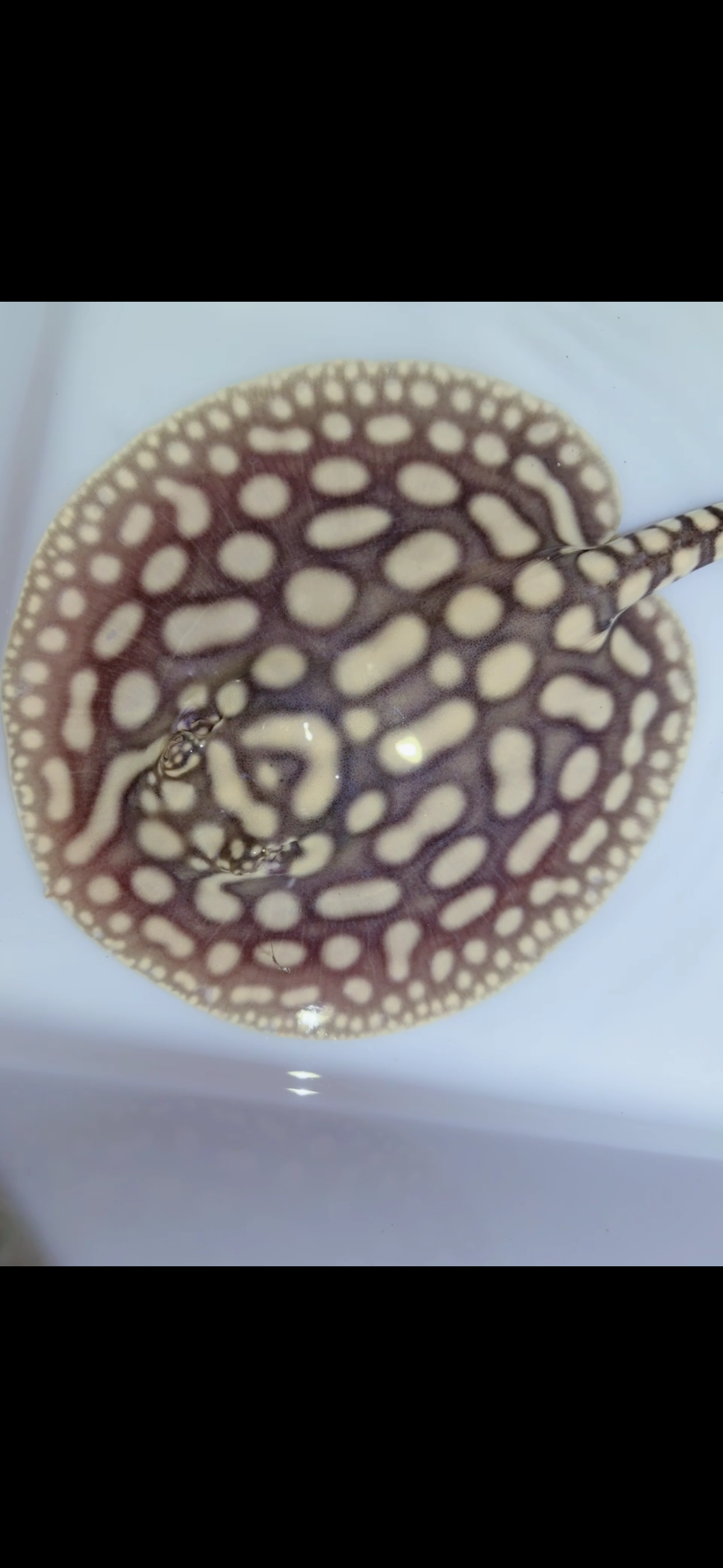 Key Diamond Male