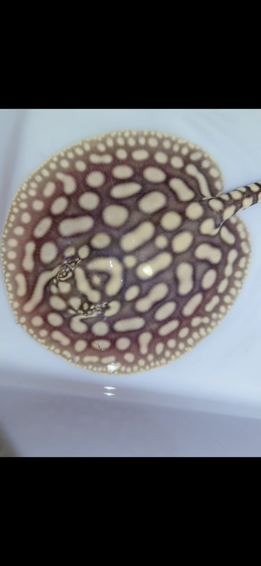 Key Diamond Male