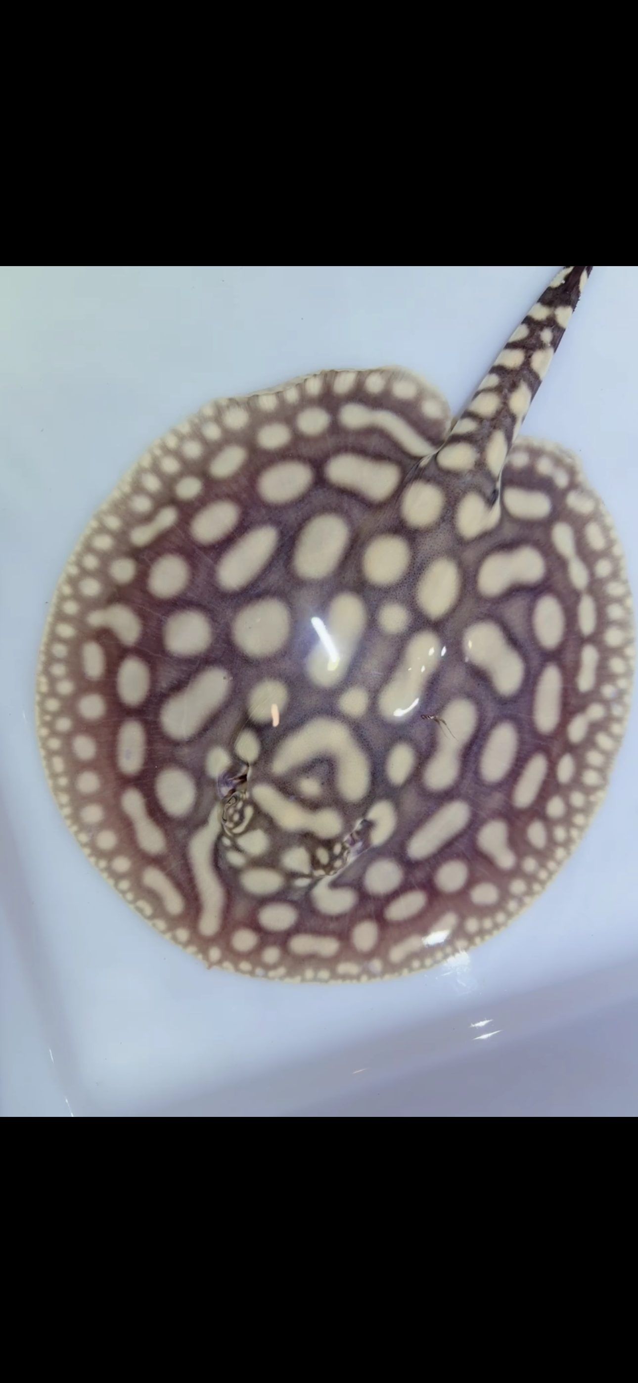 Key Diamond Male