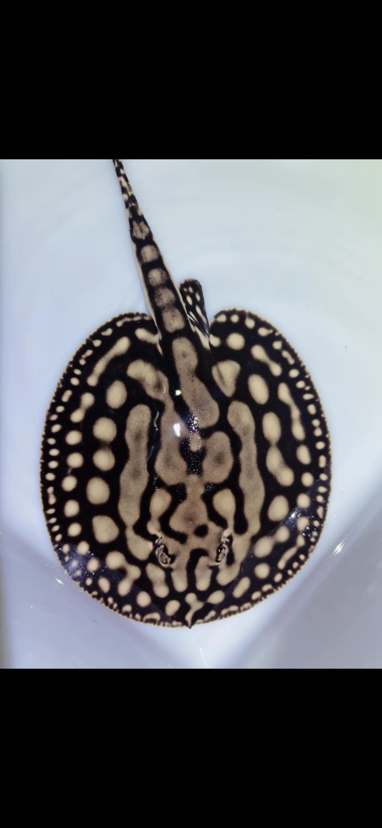 Key Diamond Female