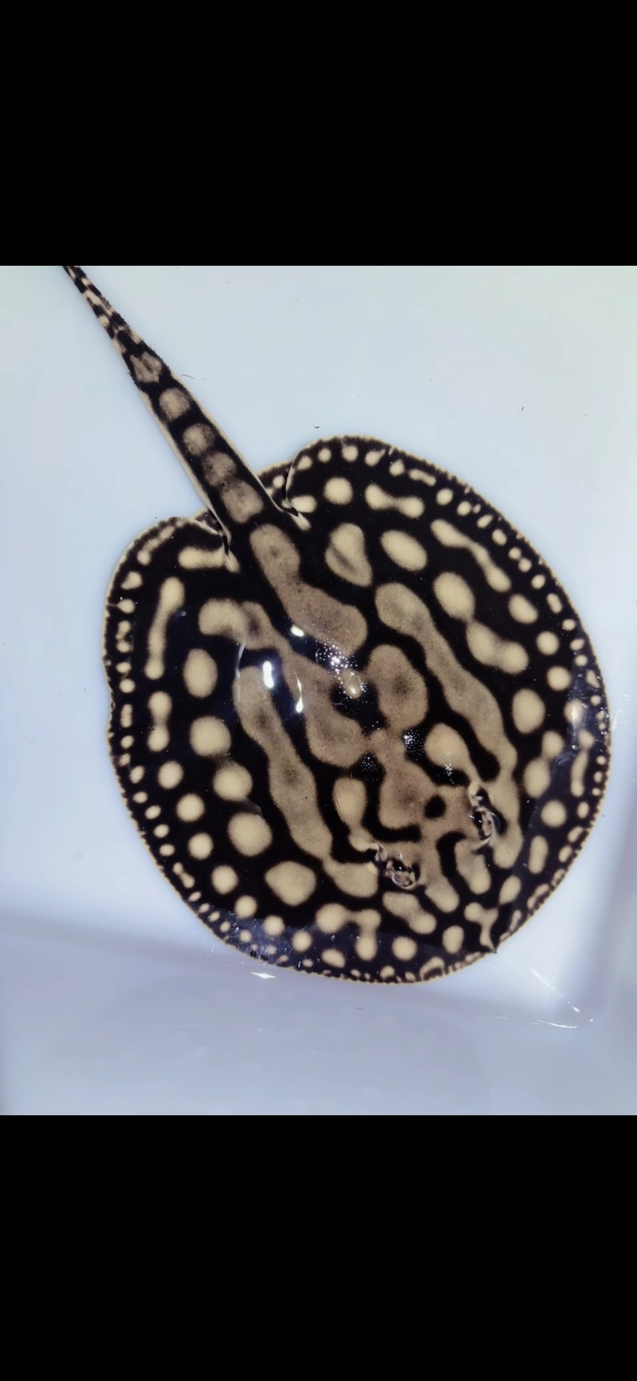 Key Diamond Female