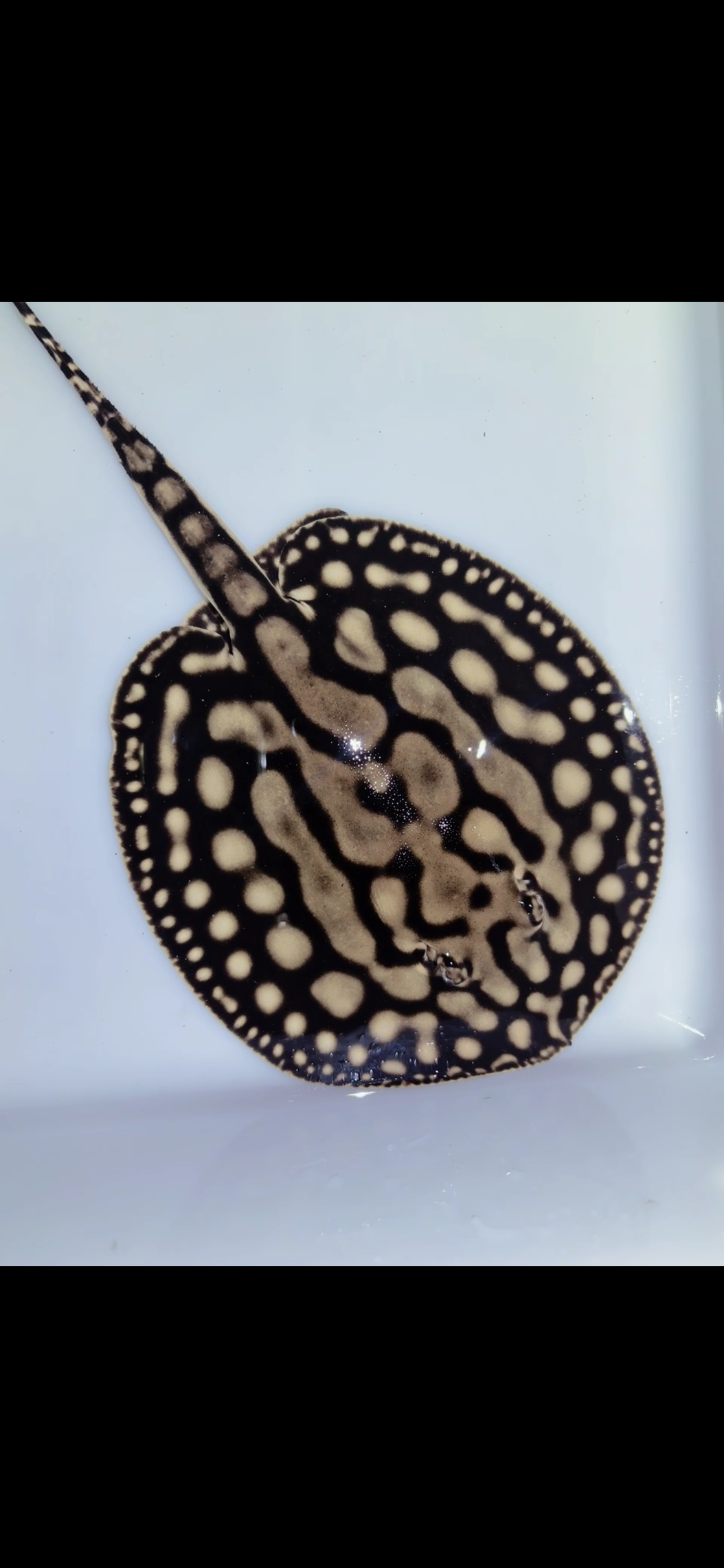 Key Diamond Female