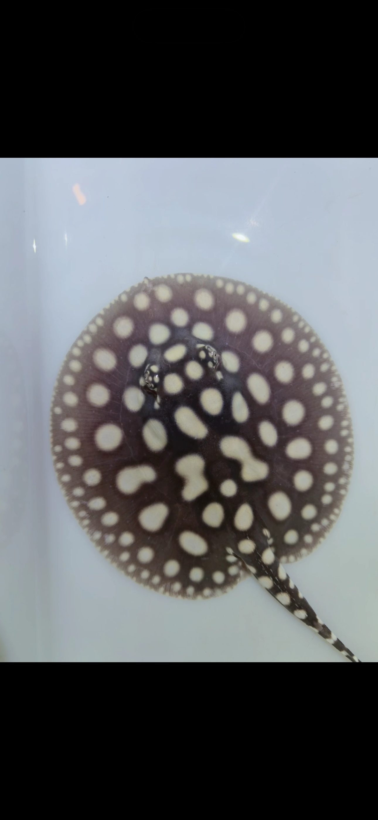 Freshwater stingray black diamond female 5inch 1