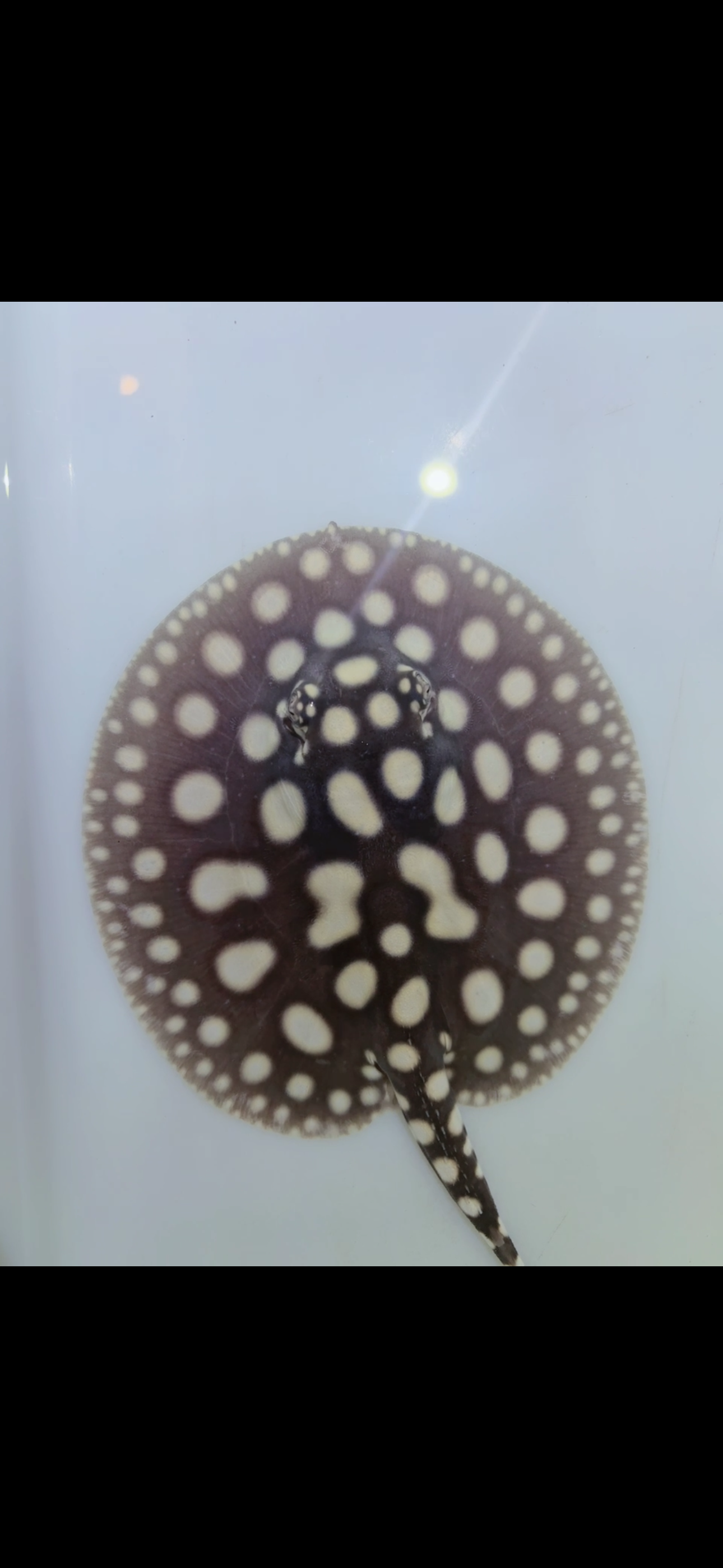 Freshwater stingray black diamond female 5inch 1