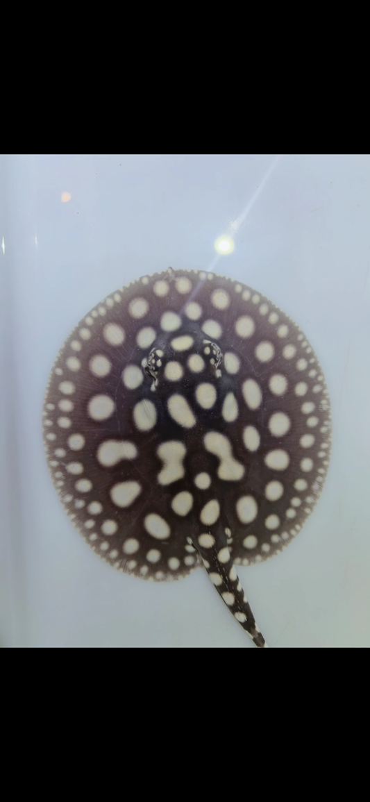 Freshwater stingray black diamond female 5inch 1