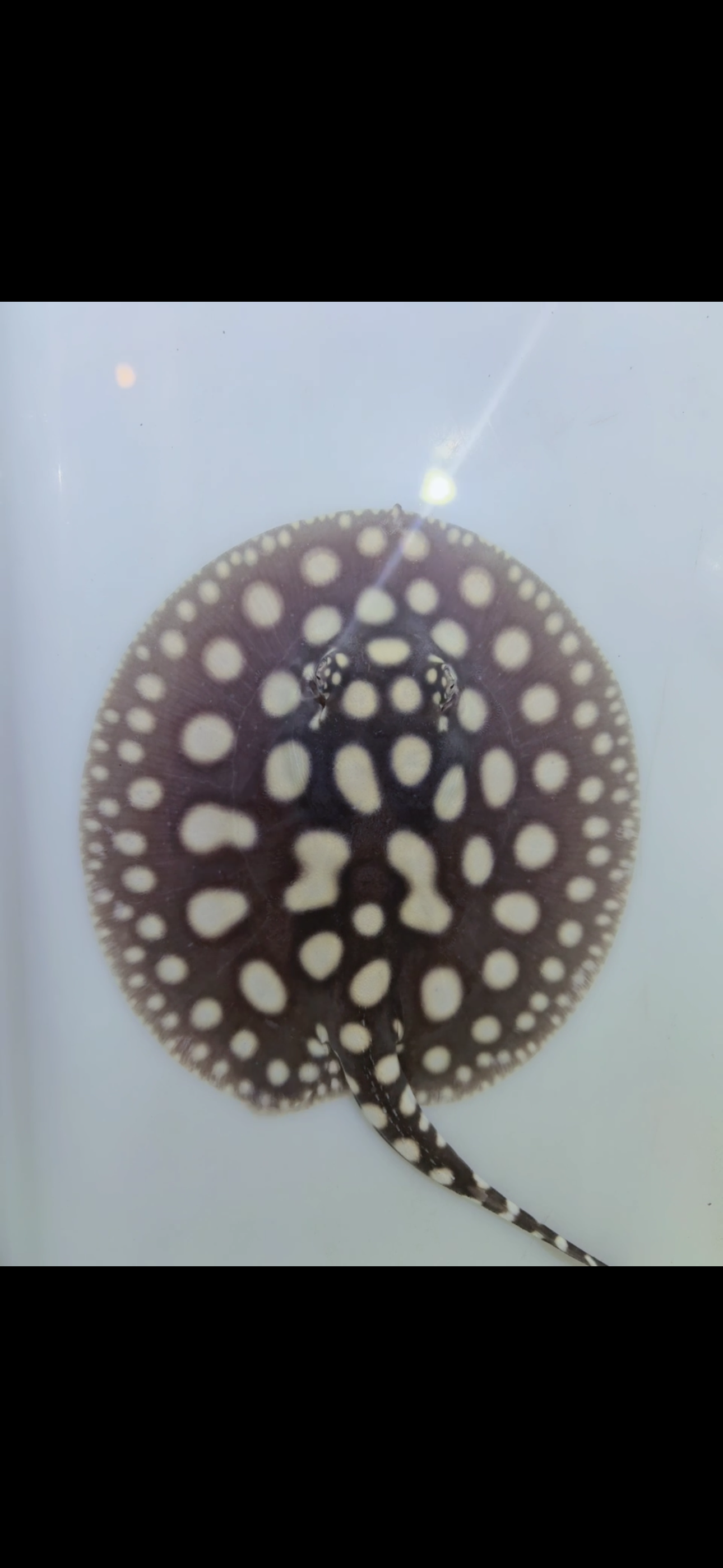 Freshwater stingray black diamond female 5inch 1
