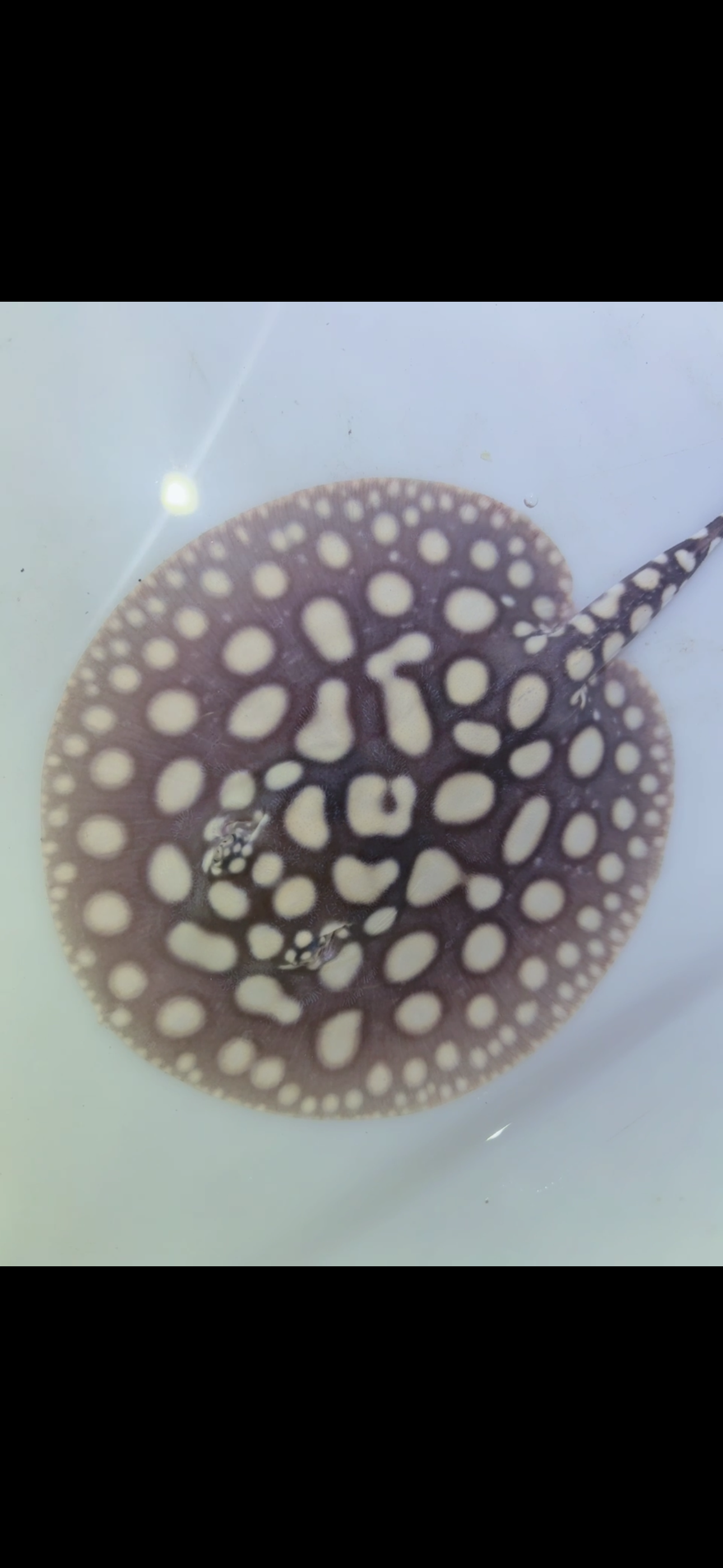 Freshwater stingray black diamond male 6inch 2