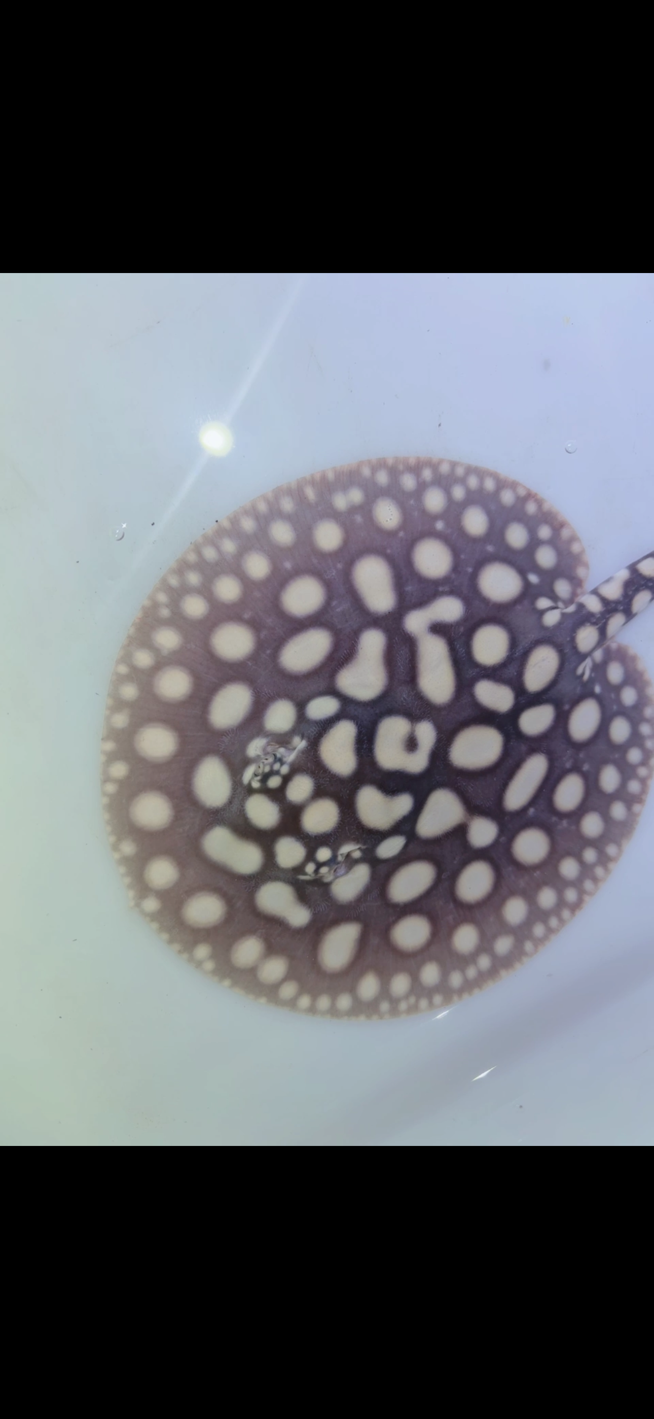 Freshwater stingray black diamond male 6inch 2