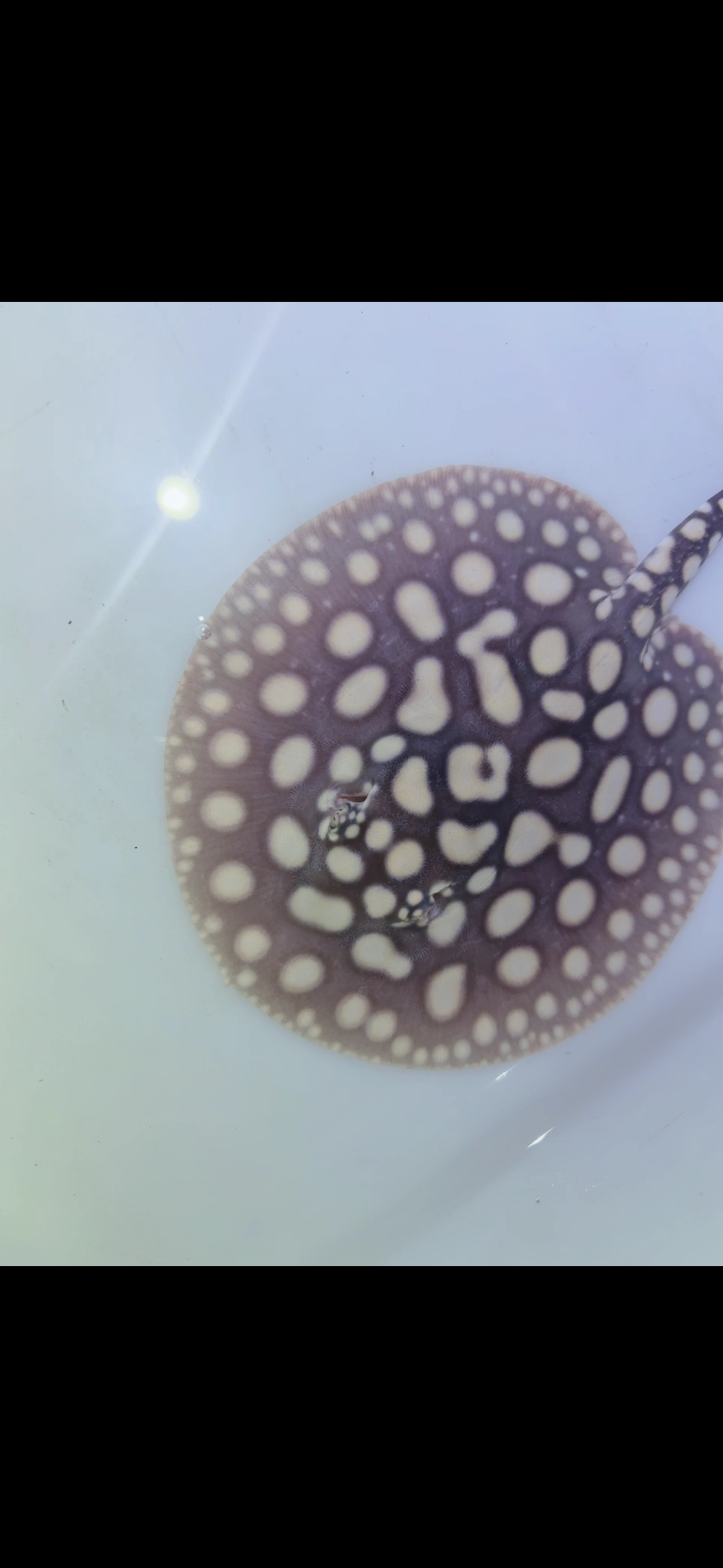 Freshwater stingray black diamond male 6inch 2