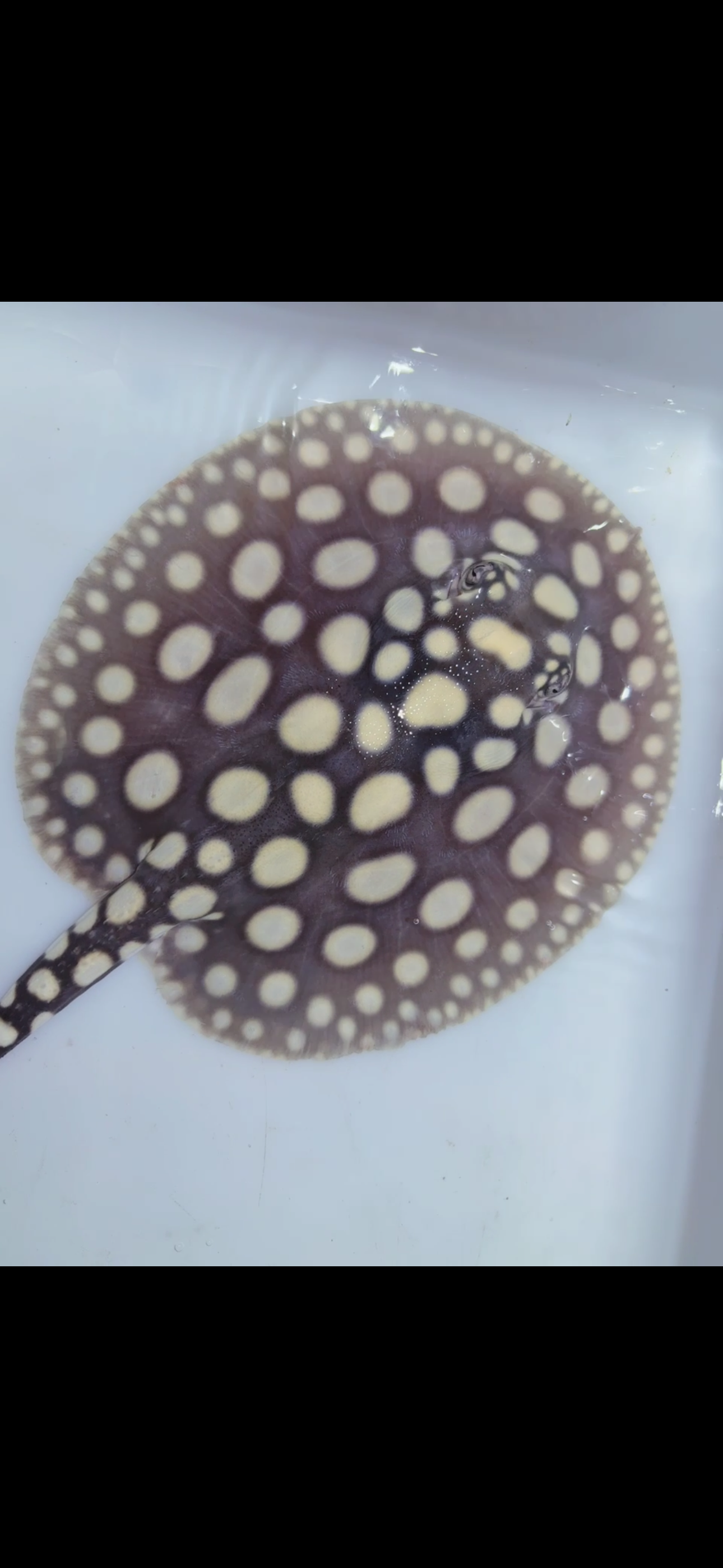 Freshwater stingray black diamond female 6inch 3