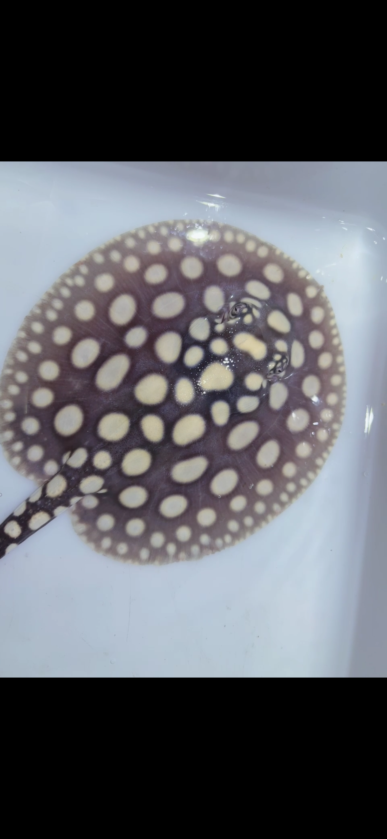 Freshwater stingray black diamond female 6inch 3