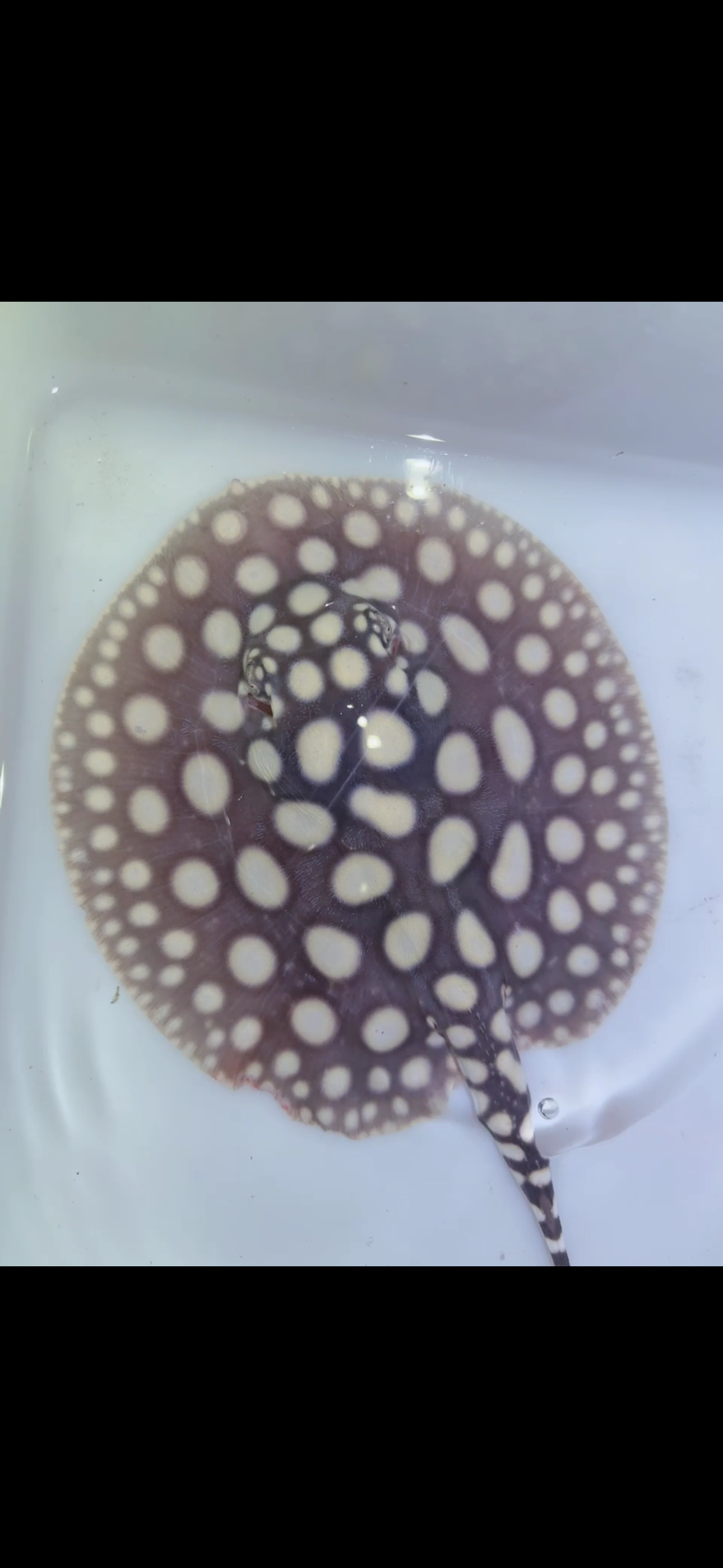 Freshwater stingray black diamond female 5inch 4