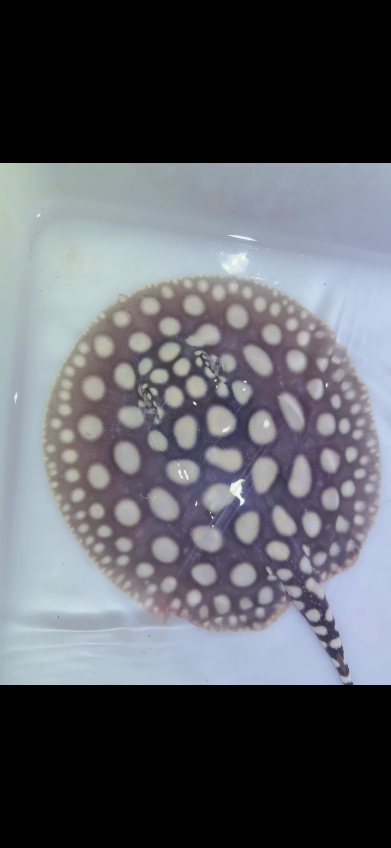 Freshwater stingray black diamond female 5inch 4