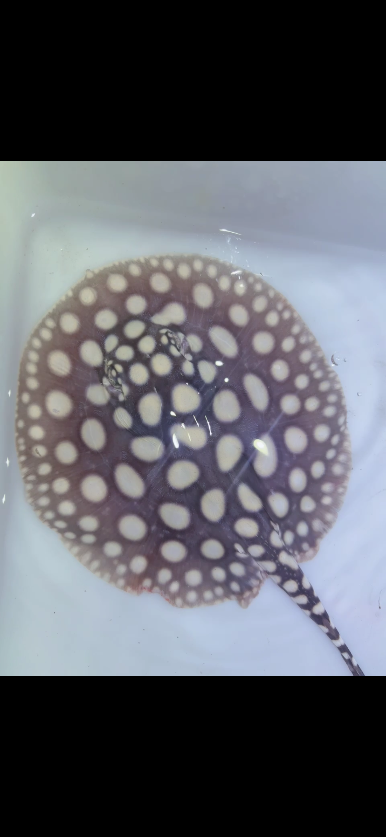 Freshwater stingray black diamond female 5inch 4