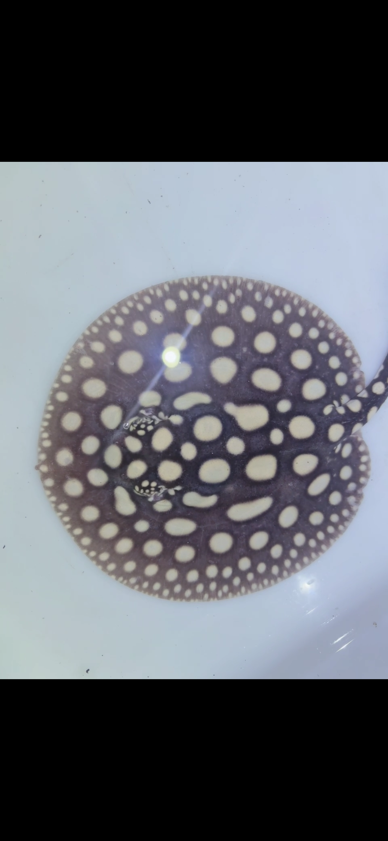 Freshwater stingray black diamond female 6inch 5