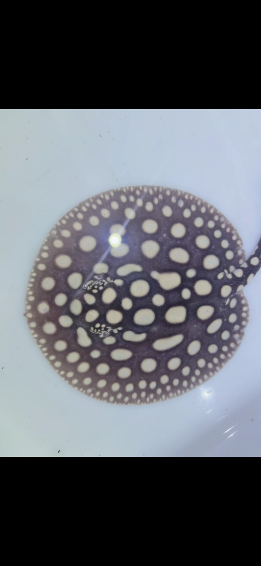 Freshwater stingray black diamond female 6inch 5