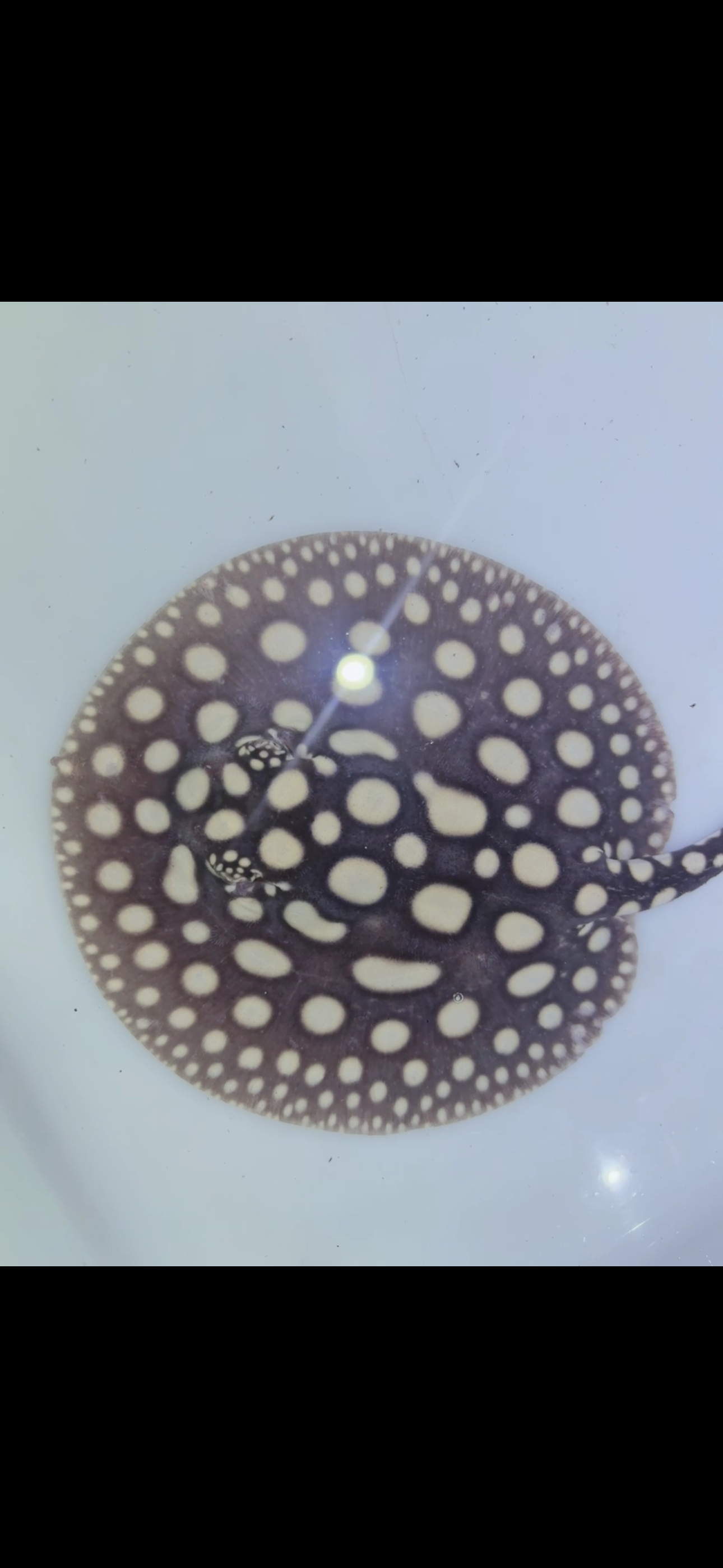 Freshwater stingray black diamond female 6inch 5