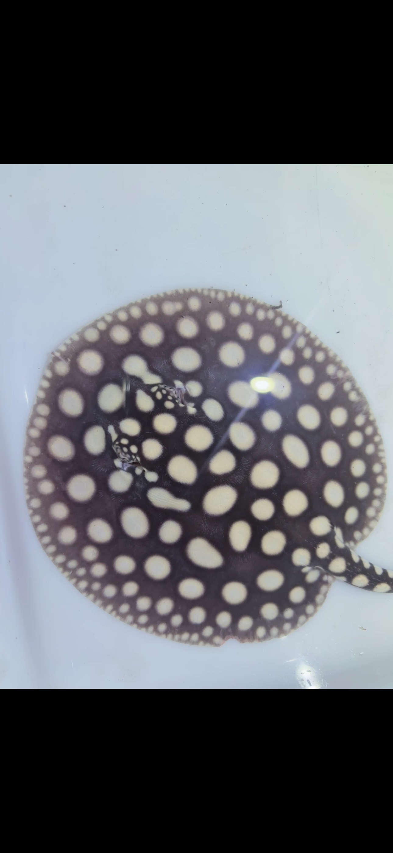 Freshwater stingray black diamond female 6inch 6