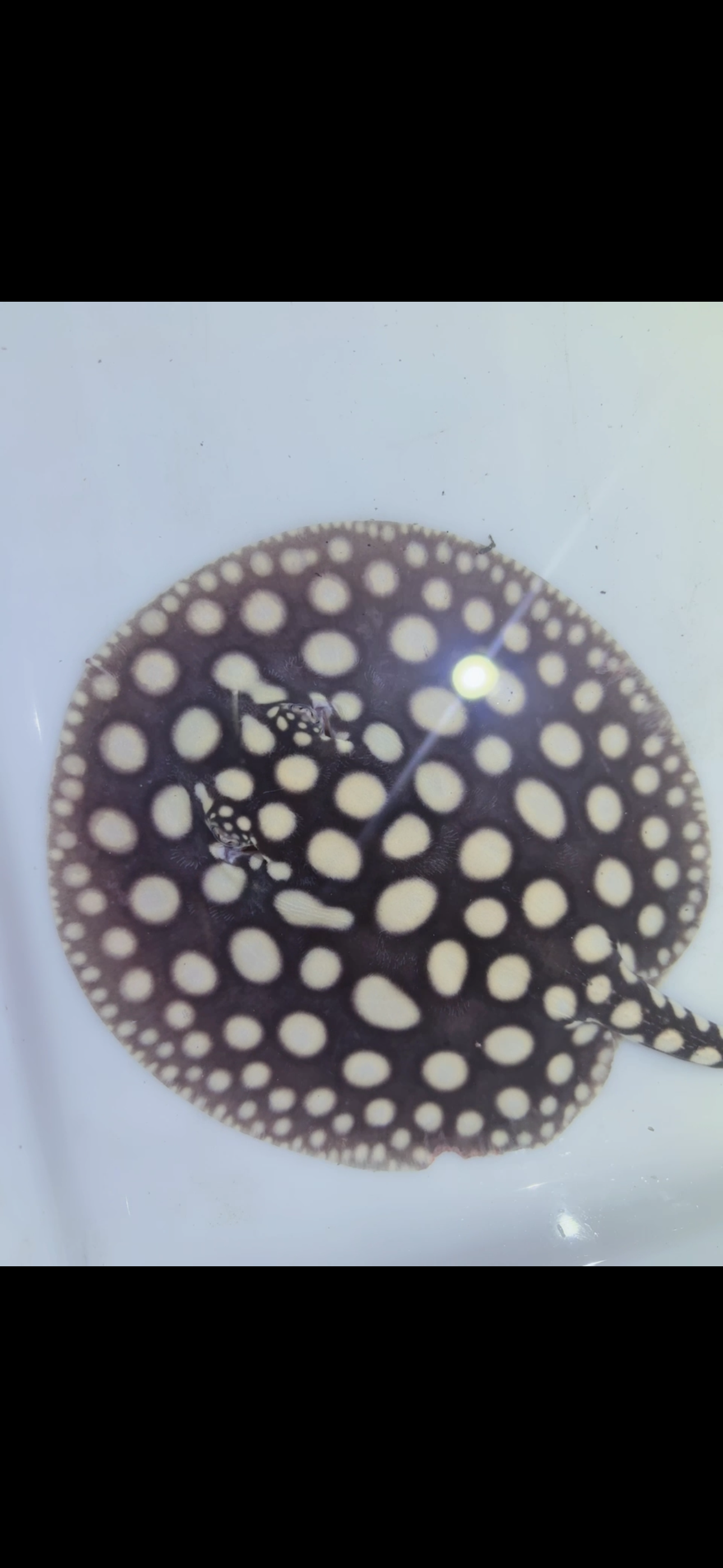 Freshwater stingray black diamond female 6inch 6